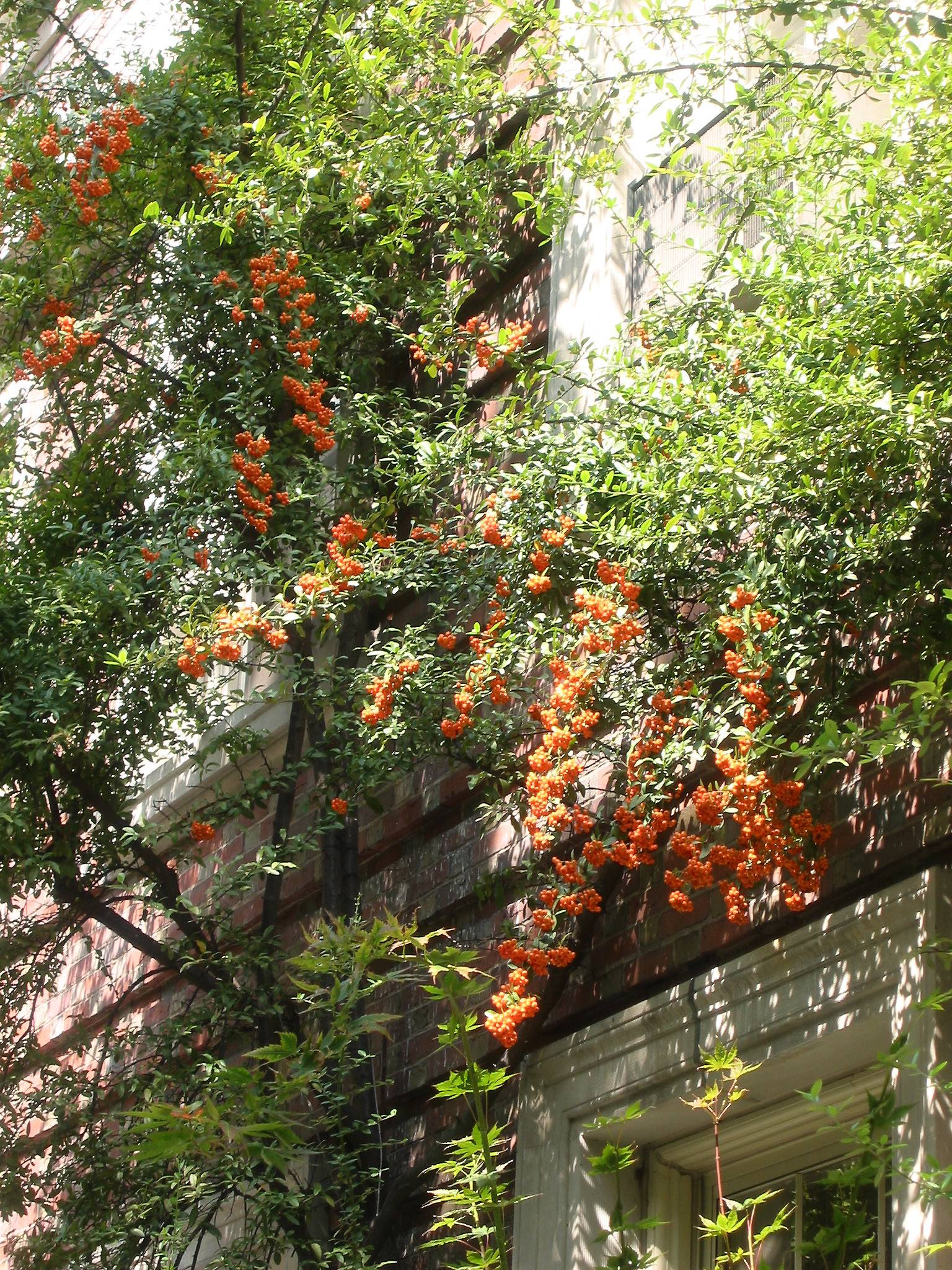 Pyracantha