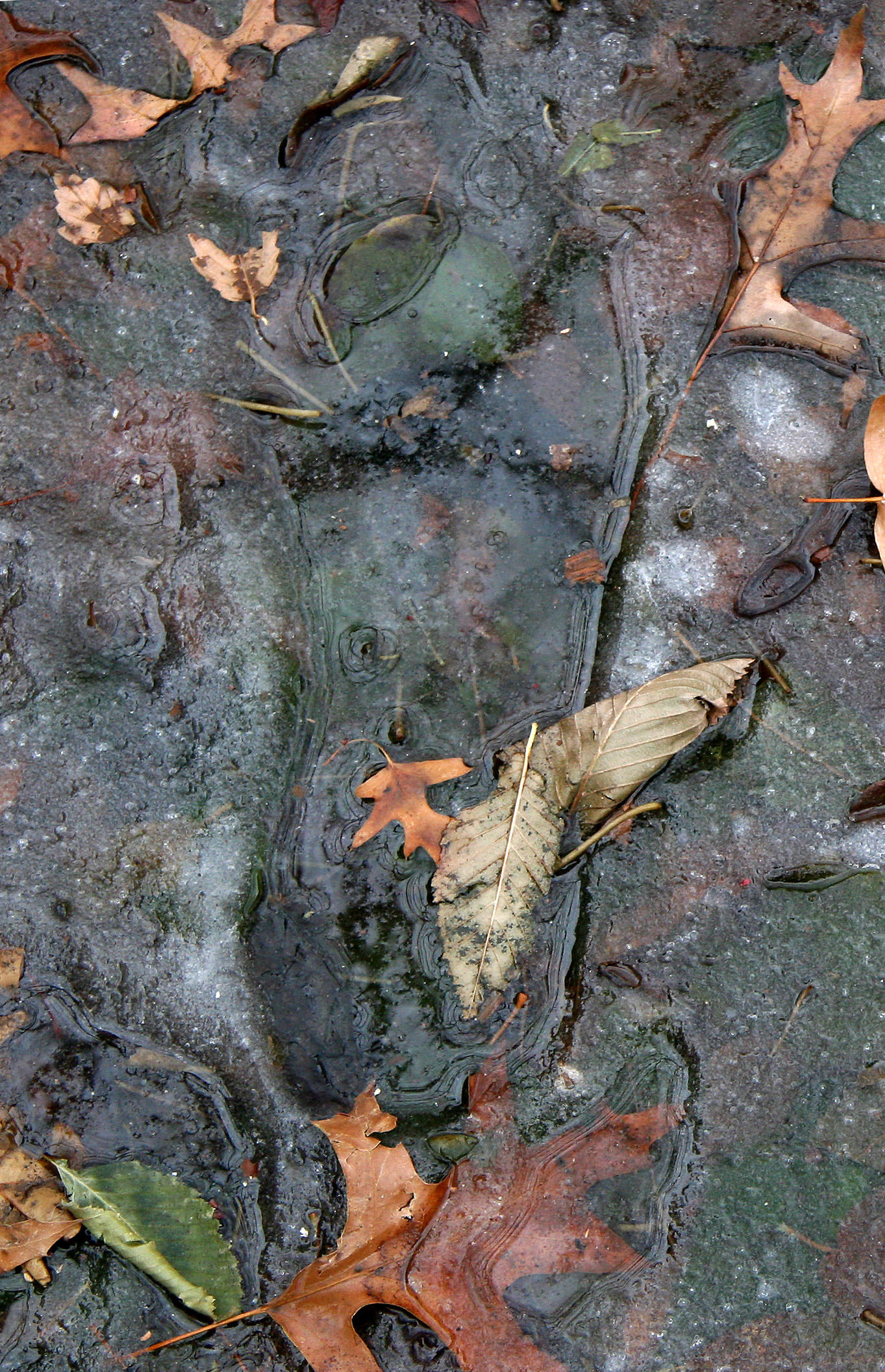 Foot Print in an Ice Puddle