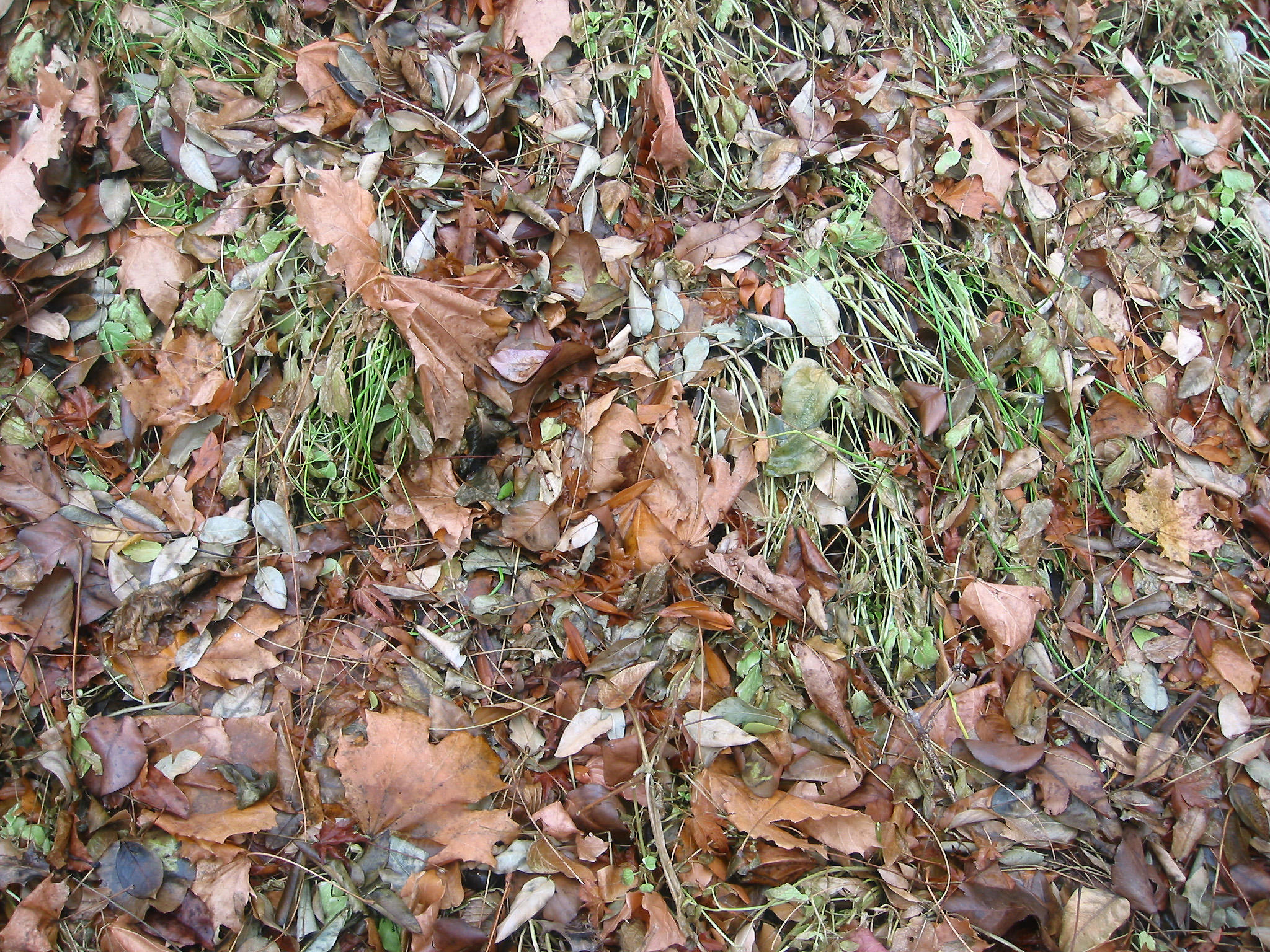 Ground Foliage & Grass