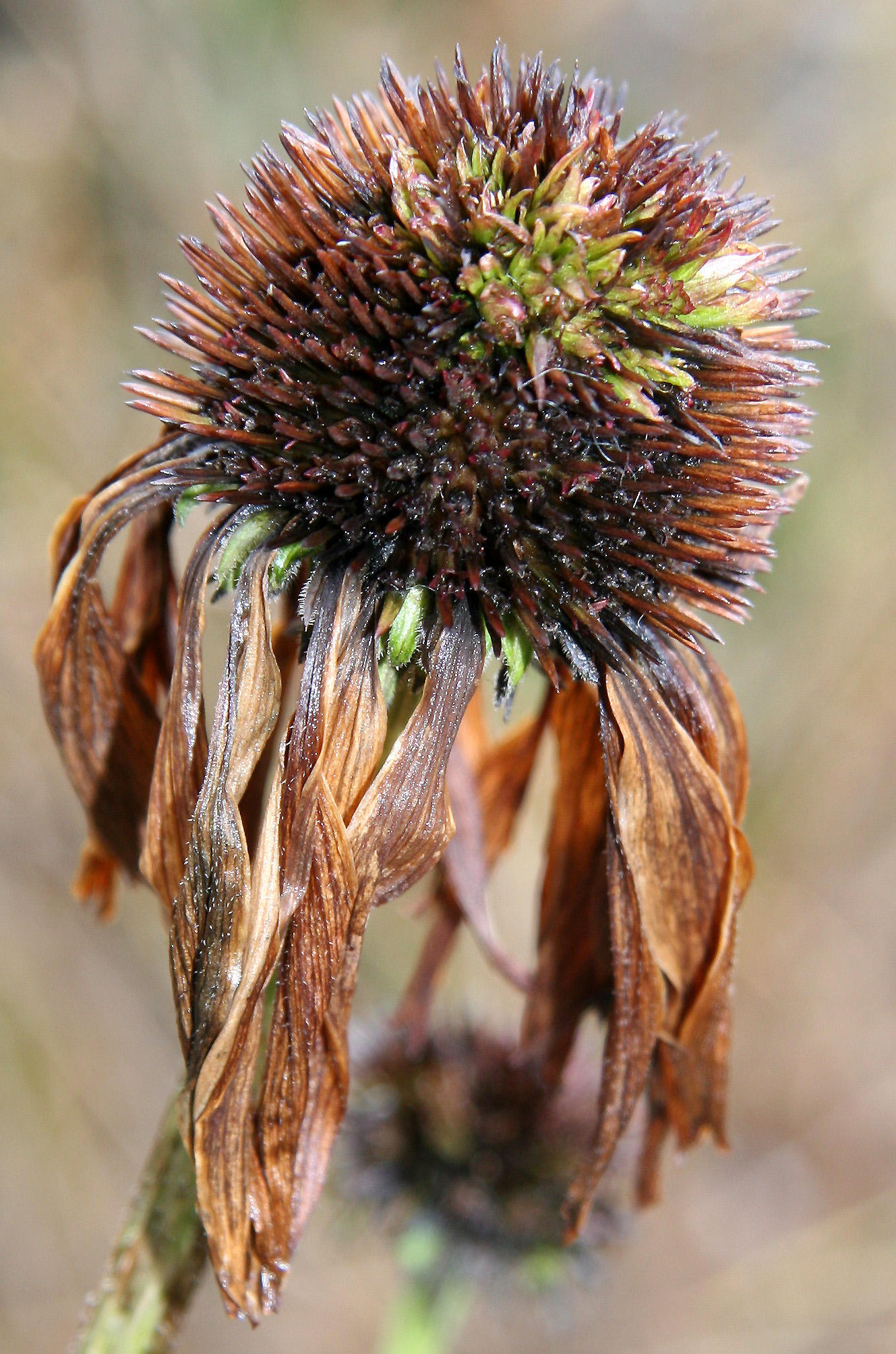 Echinacea