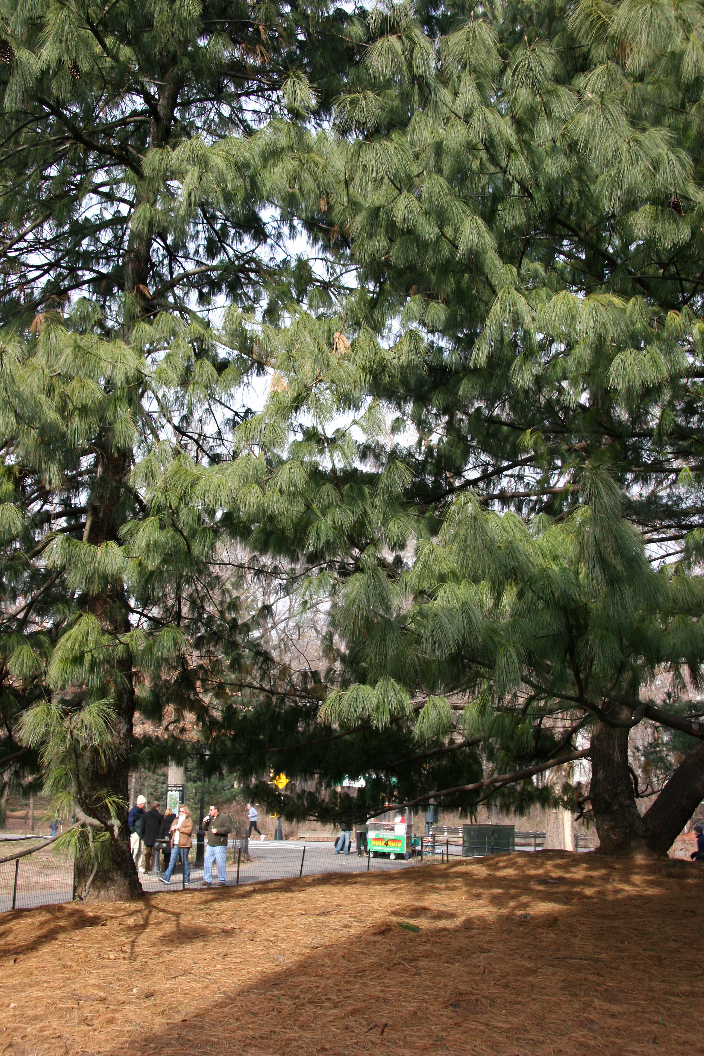Pine Trees