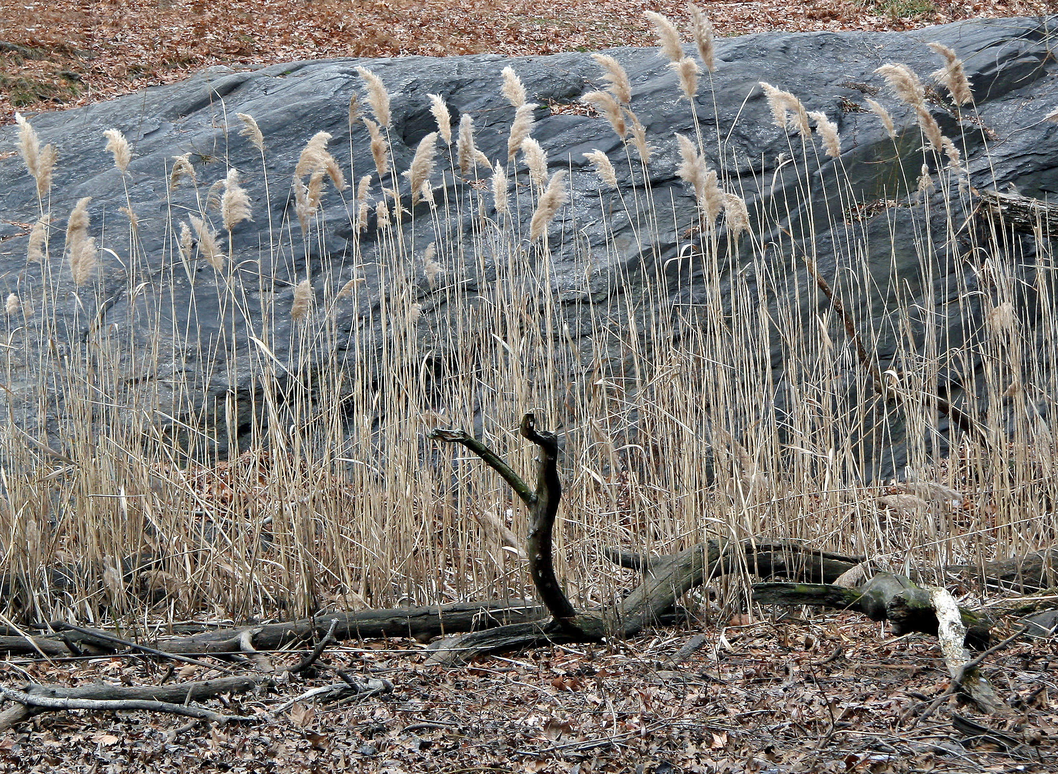 Two Headed Driftwood Serpent & Marsh Grass - Rambles Lakeshore