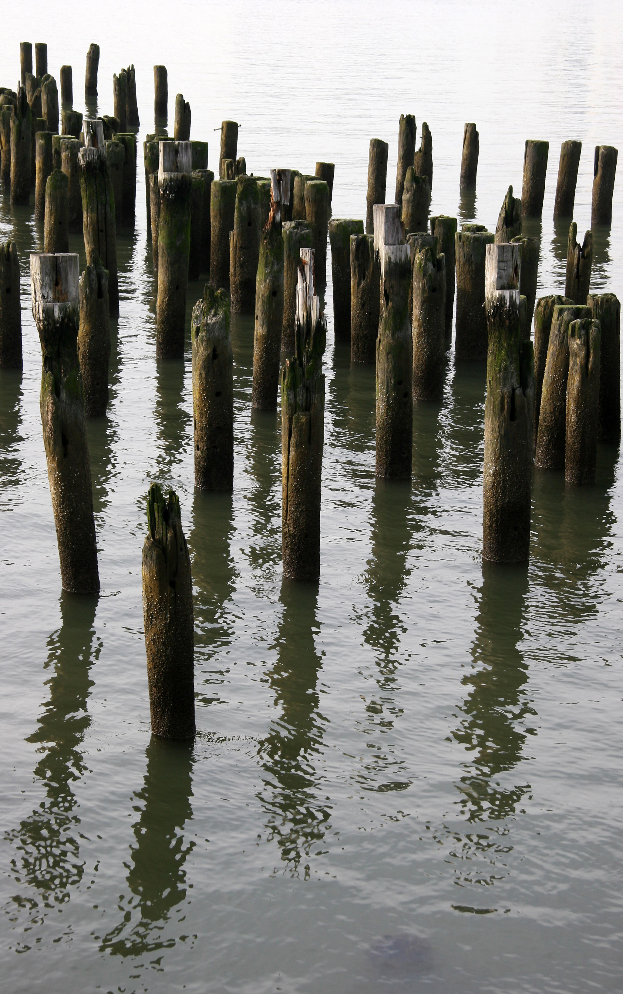 Pier Pilings
