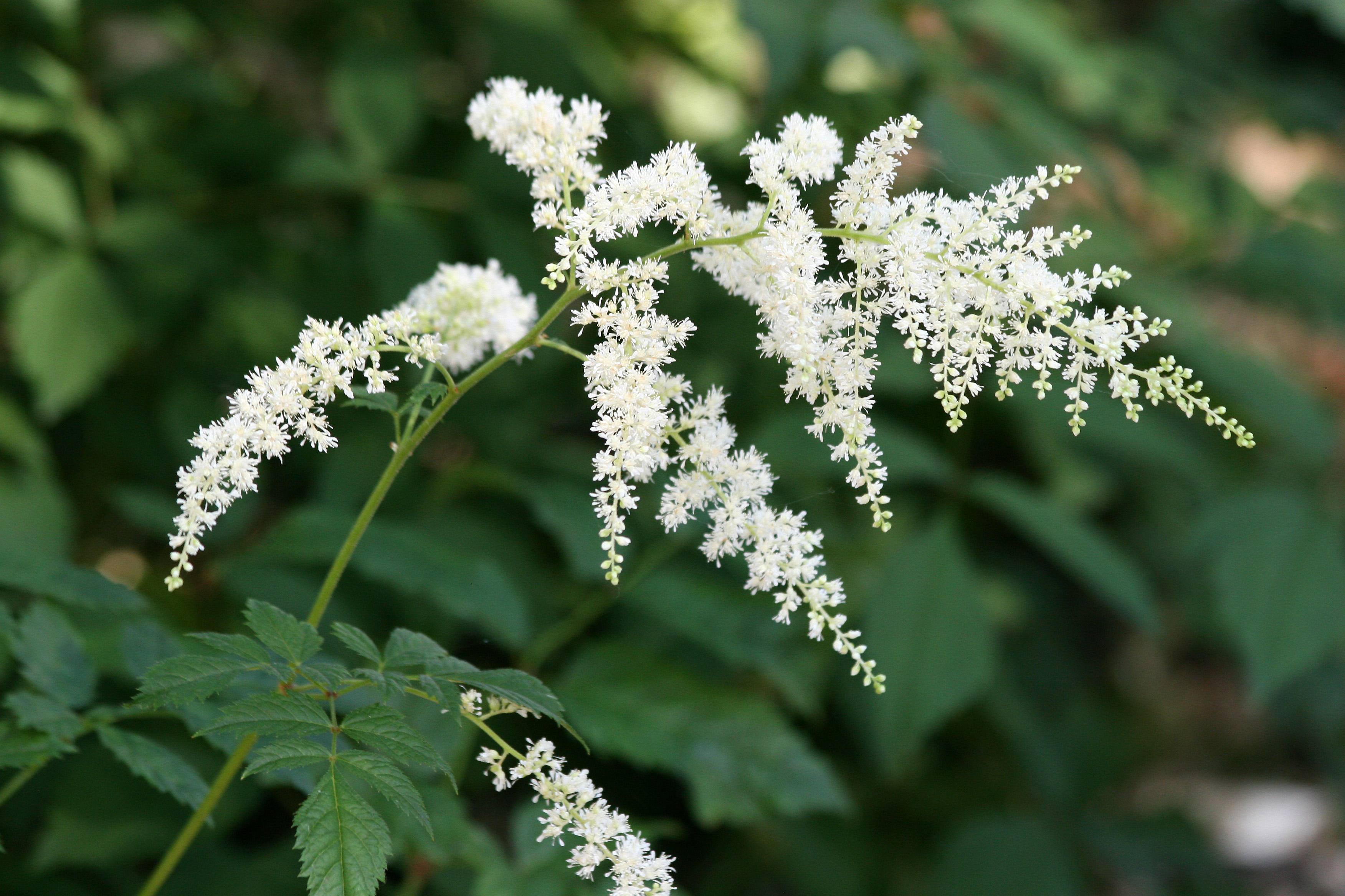 Astilbe