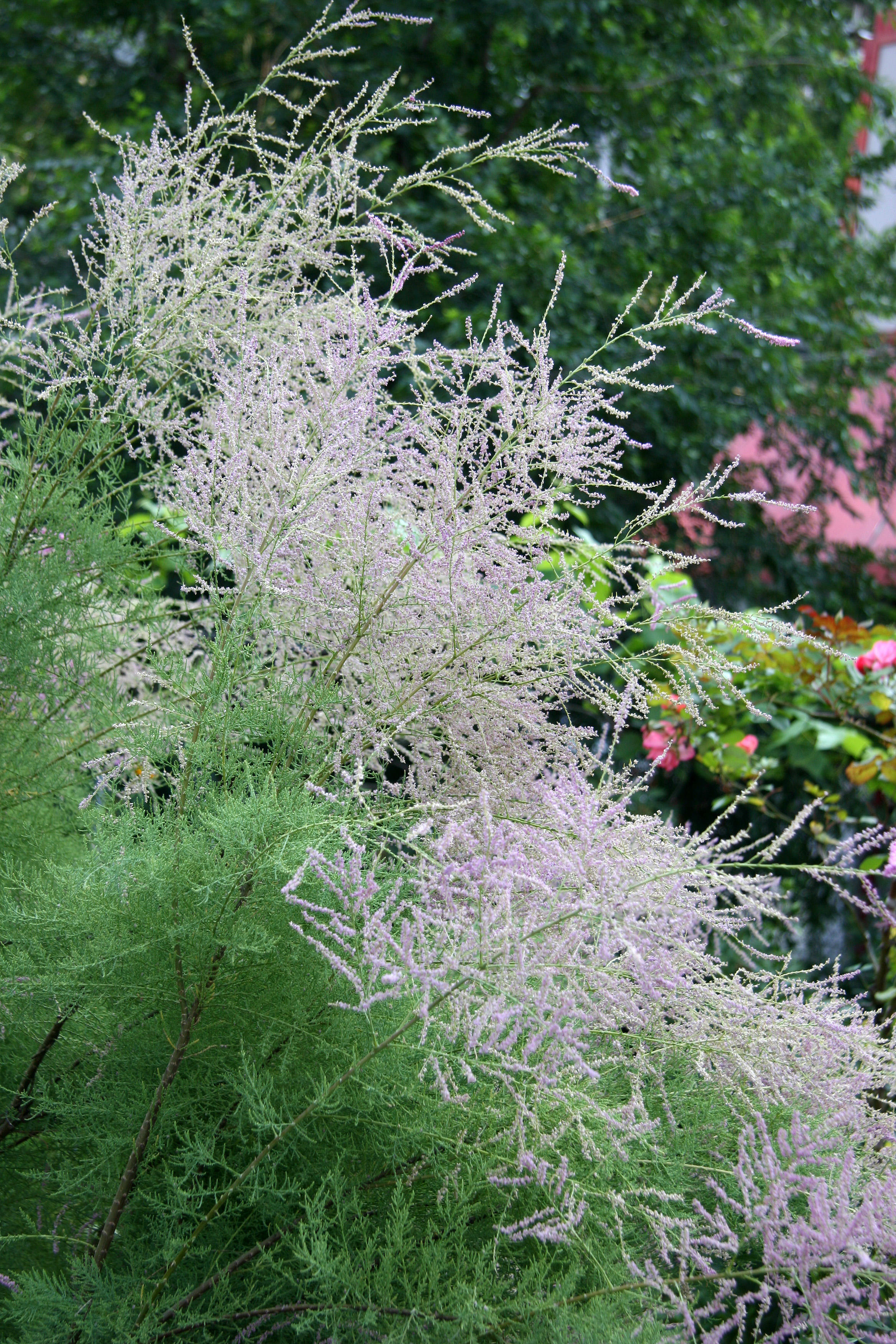 Garden View - Tamarisk Tree