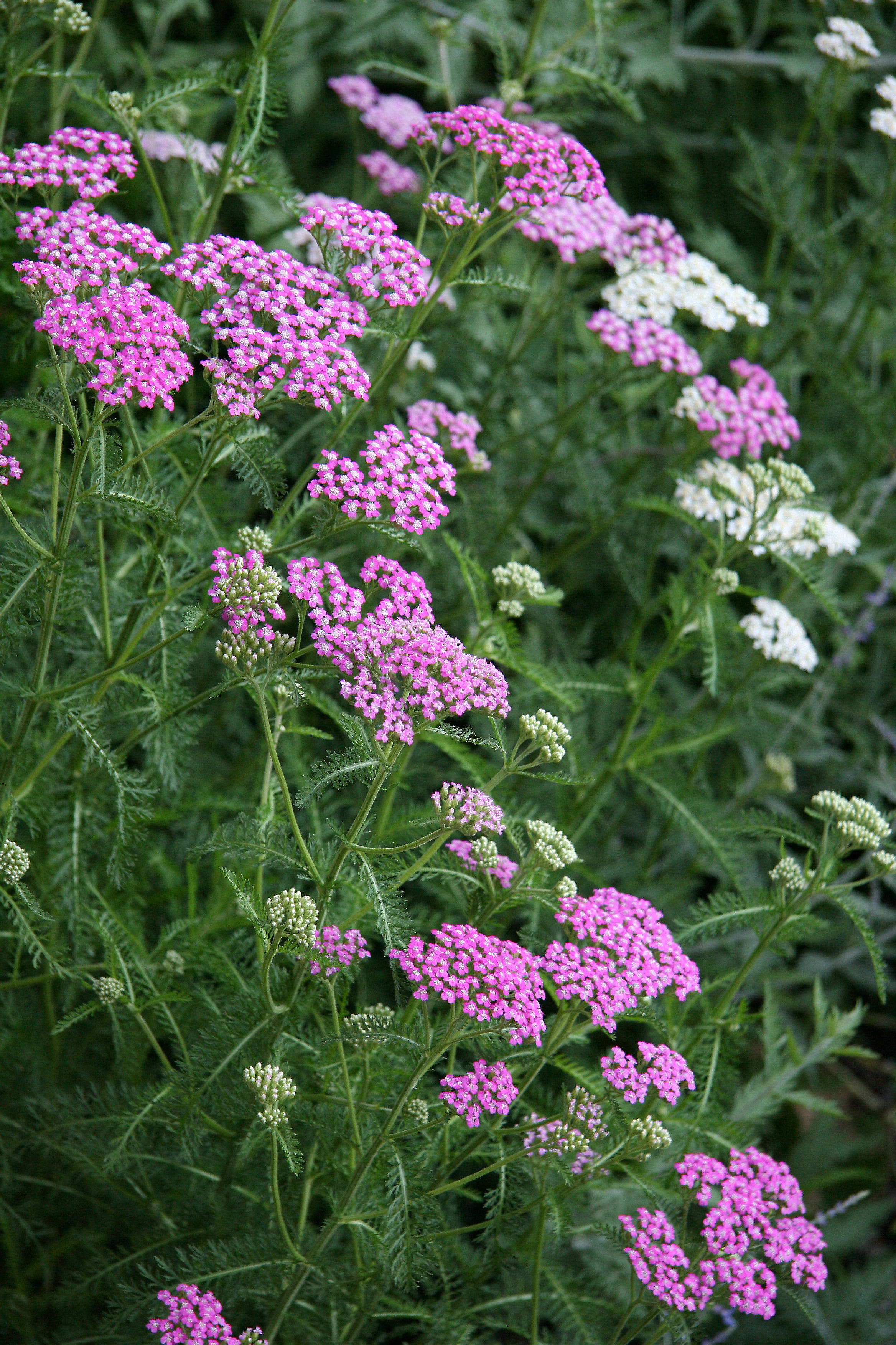 Yarrow Blossoms