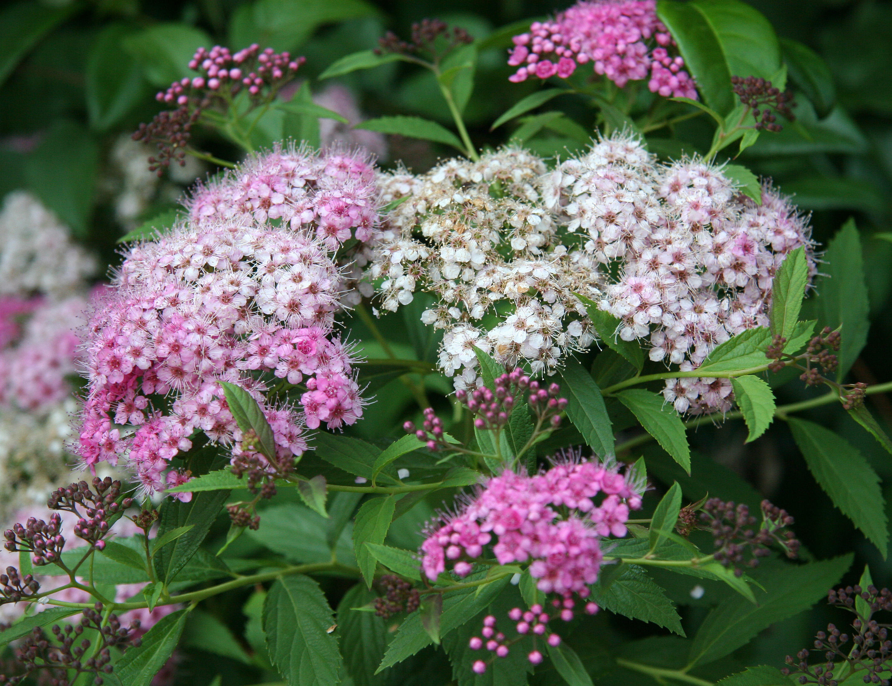 Spirea Blossoms
