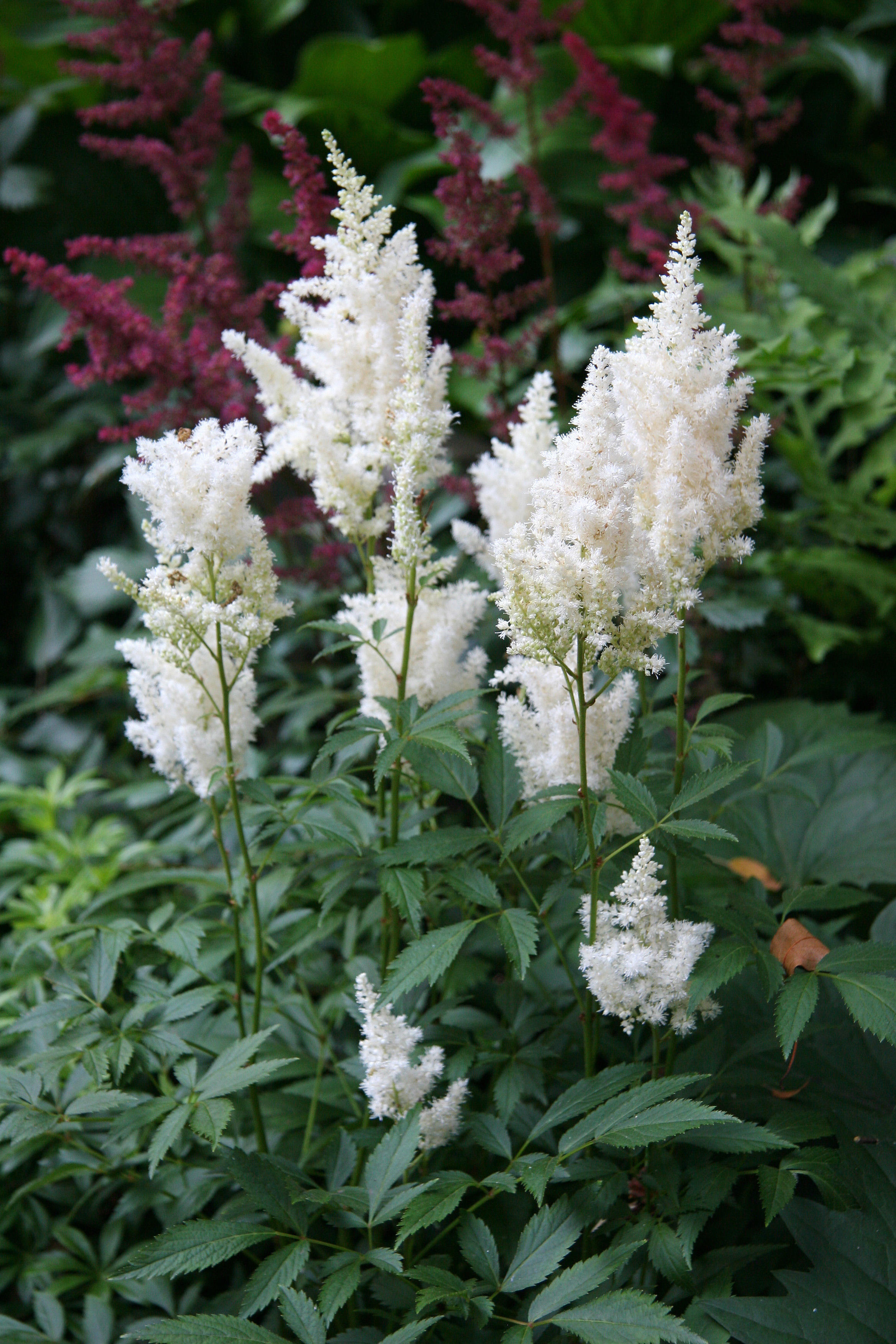 Astilbe