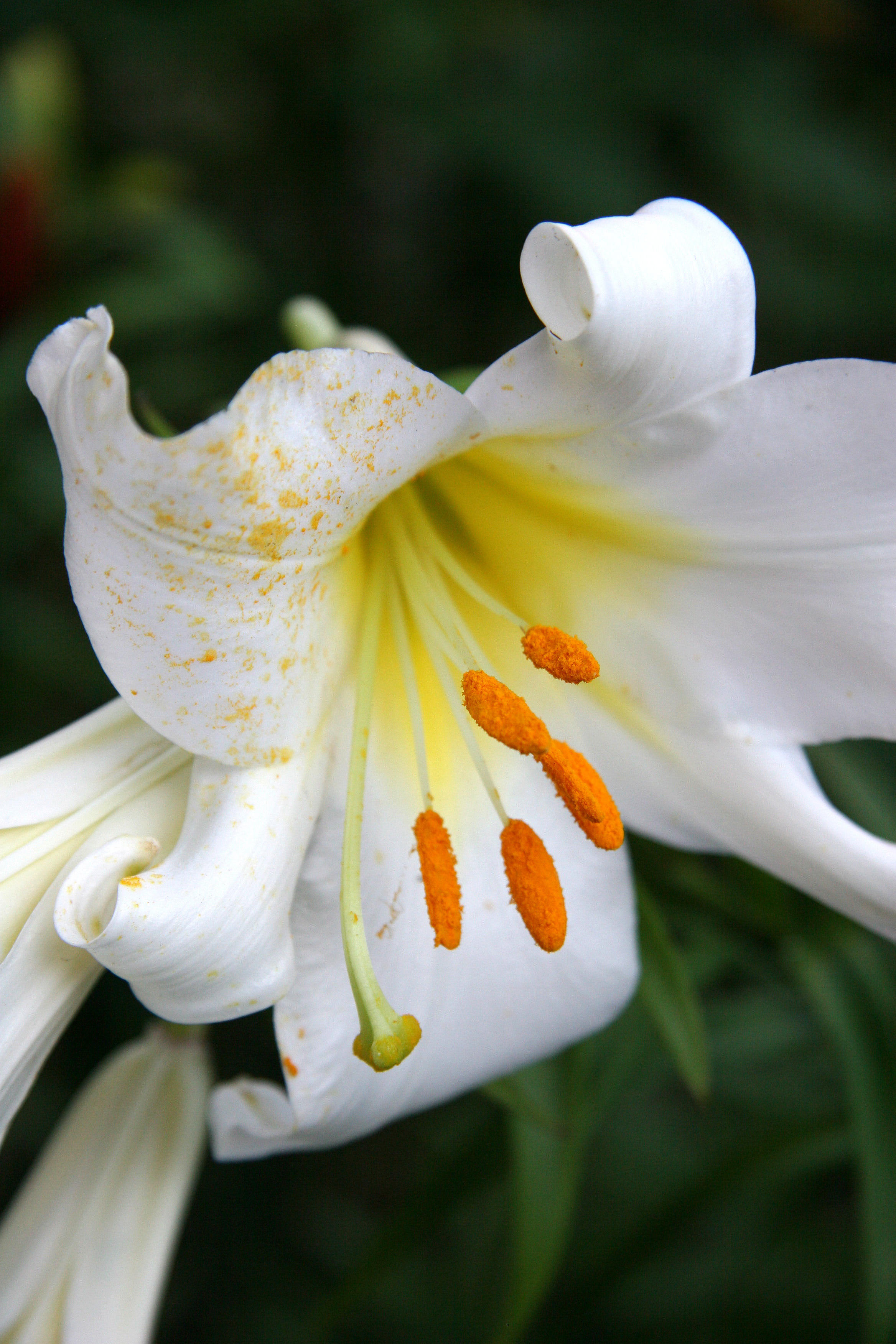Lily
