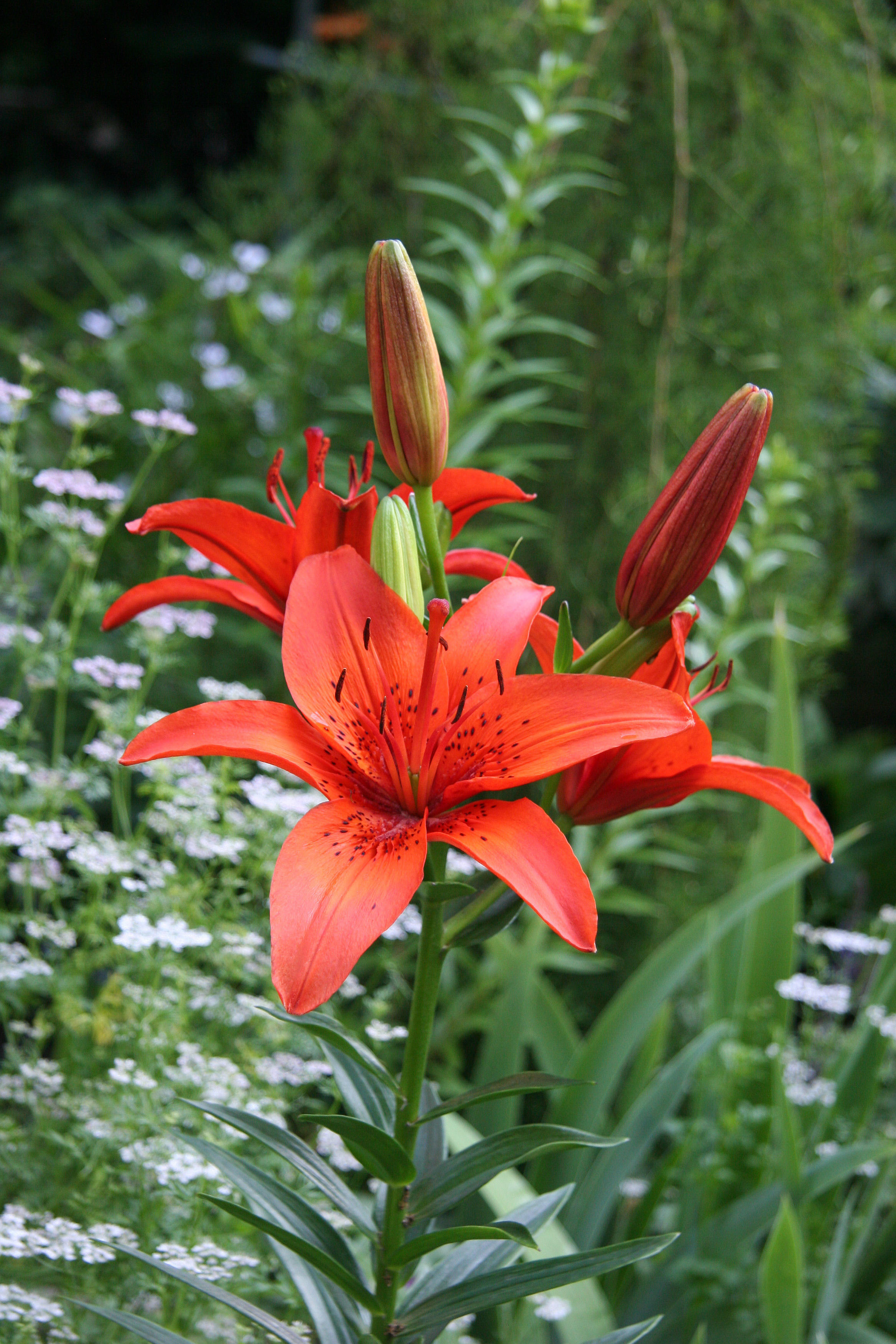 Lilies