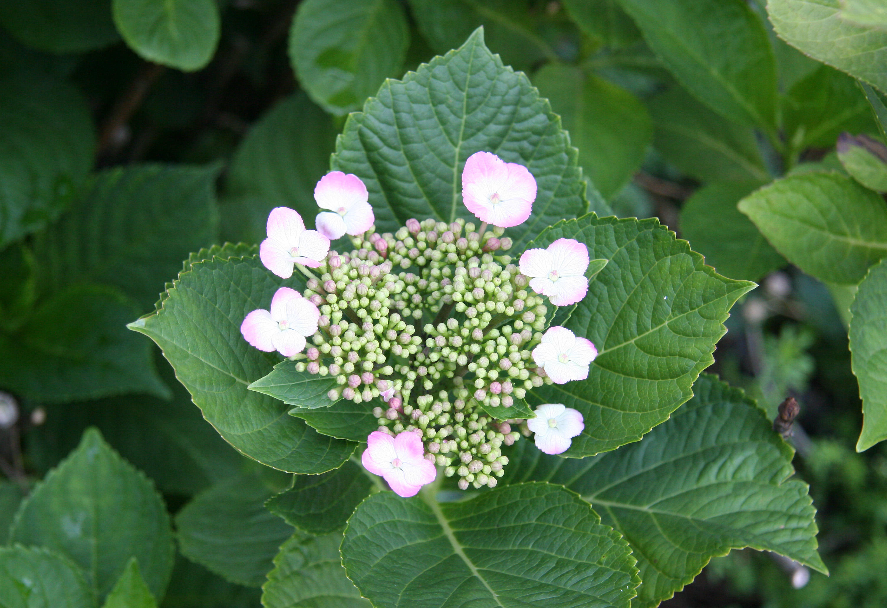 Hydrangea Blossoms