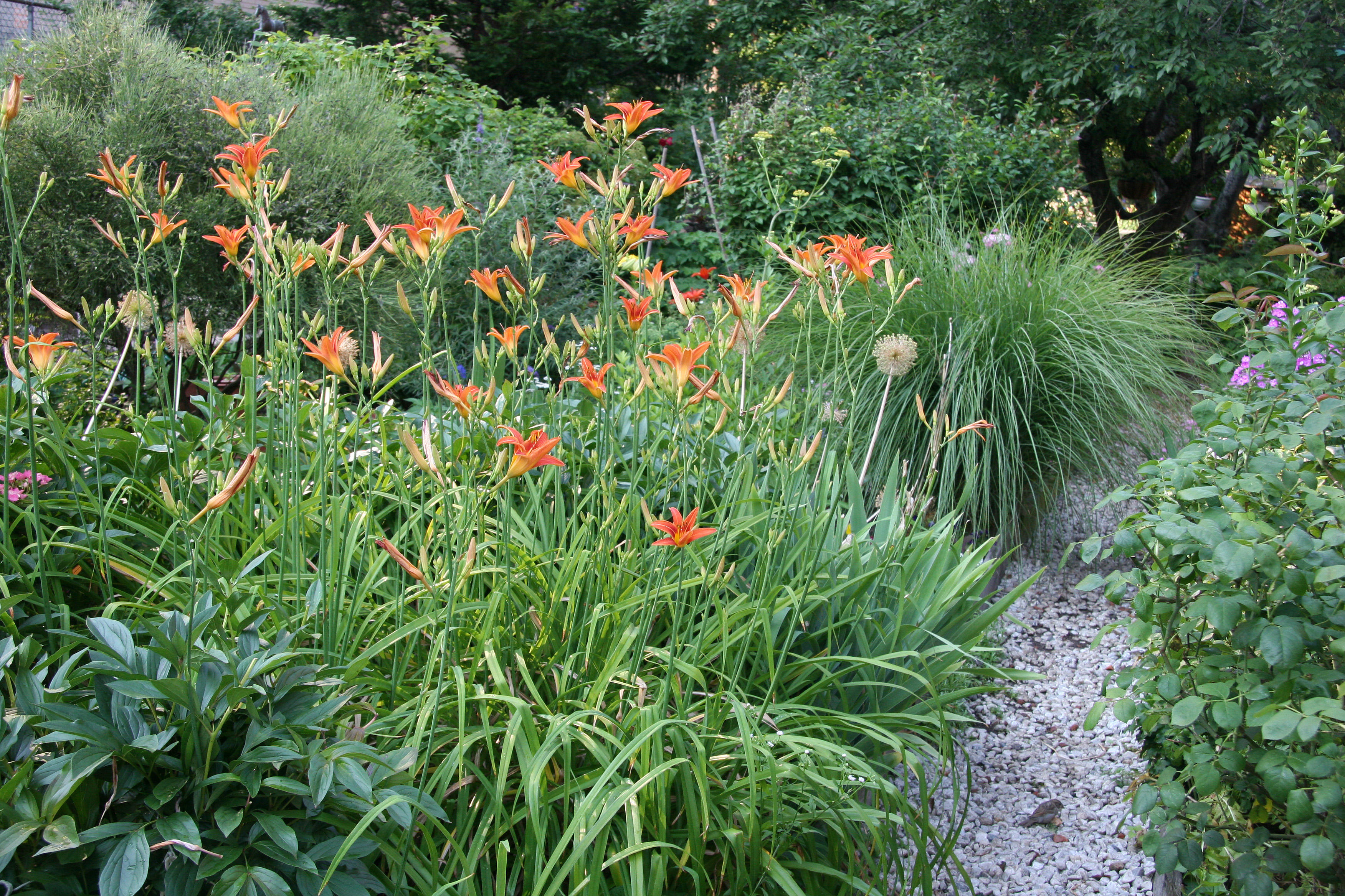 Garden View - Day Lilies