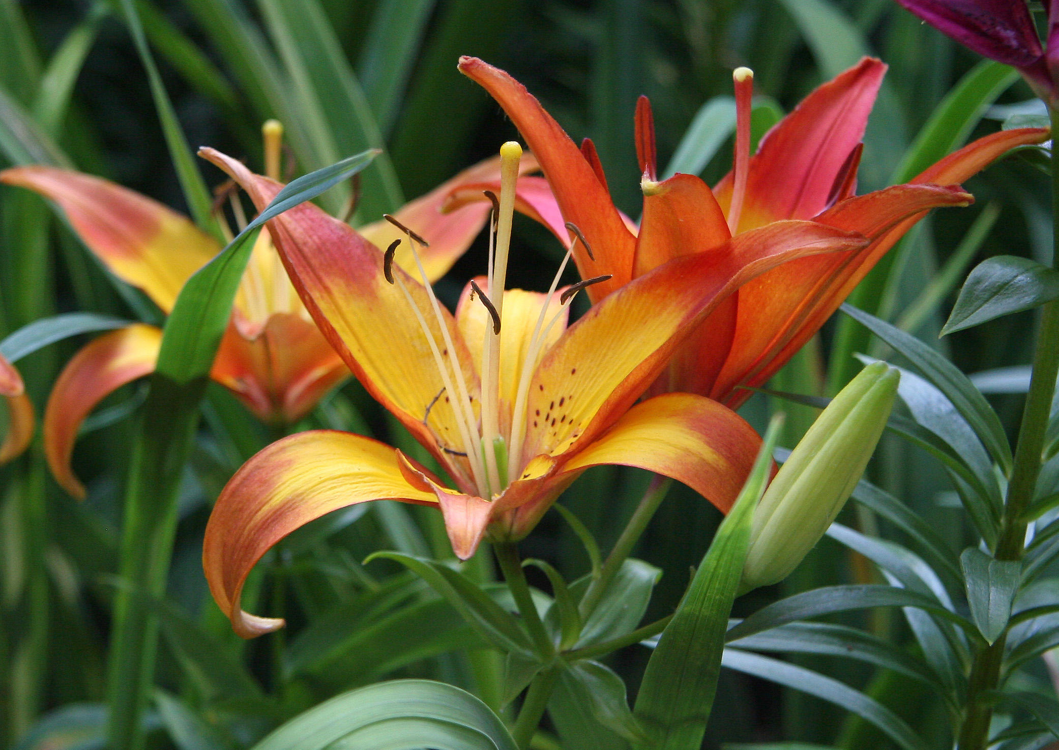 Lilies