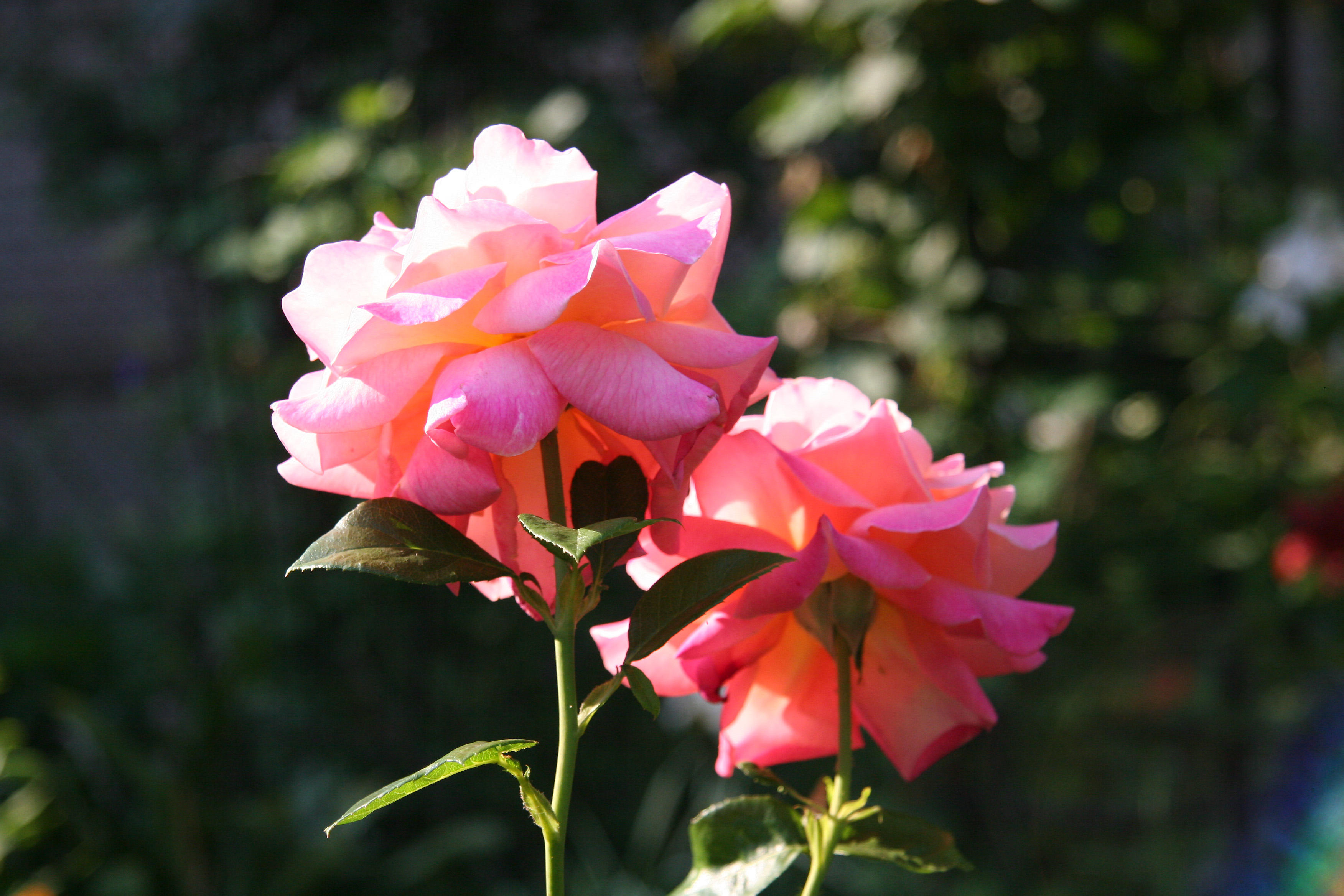 Love & Peace Roses
