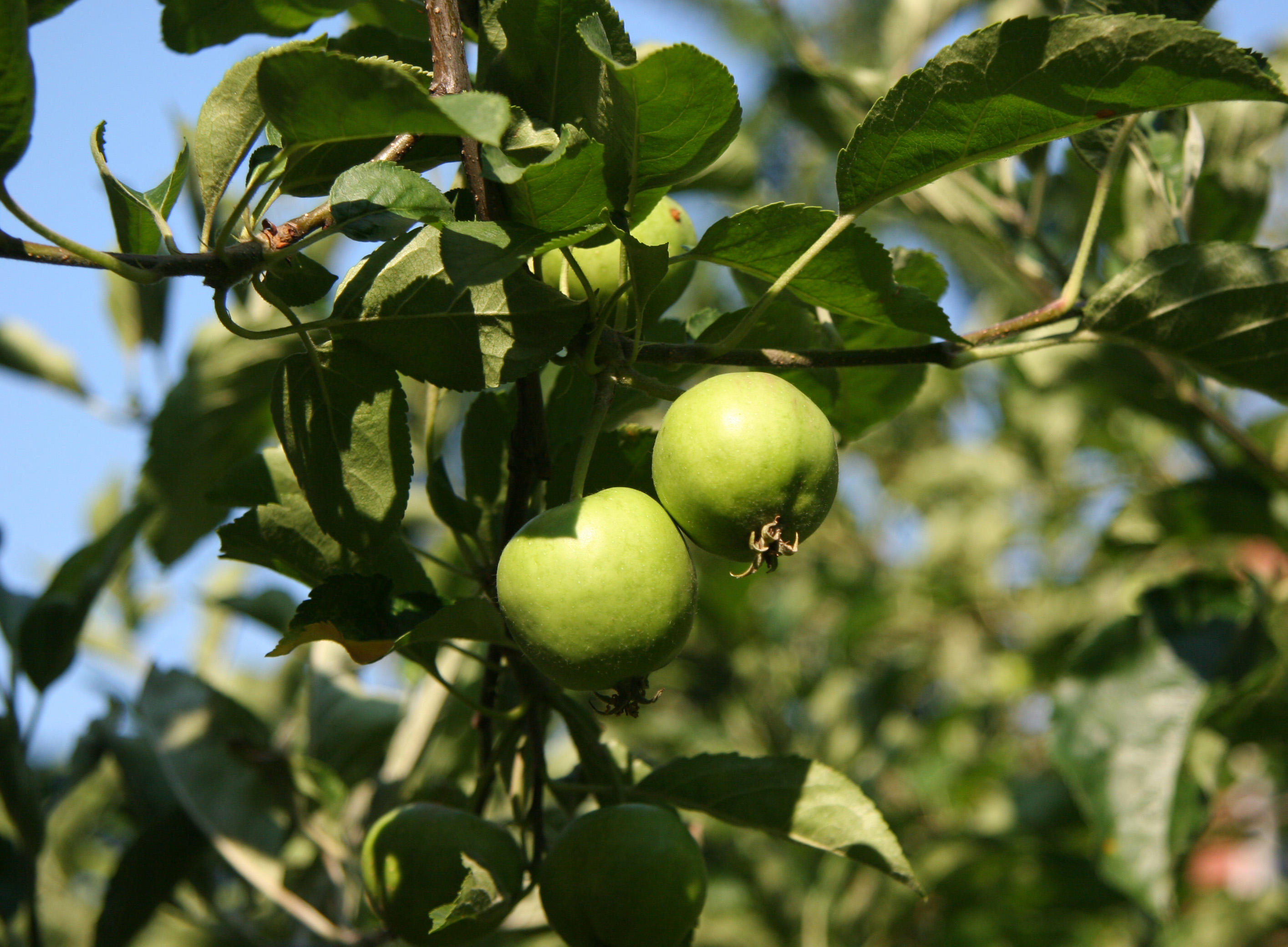 Green Apples