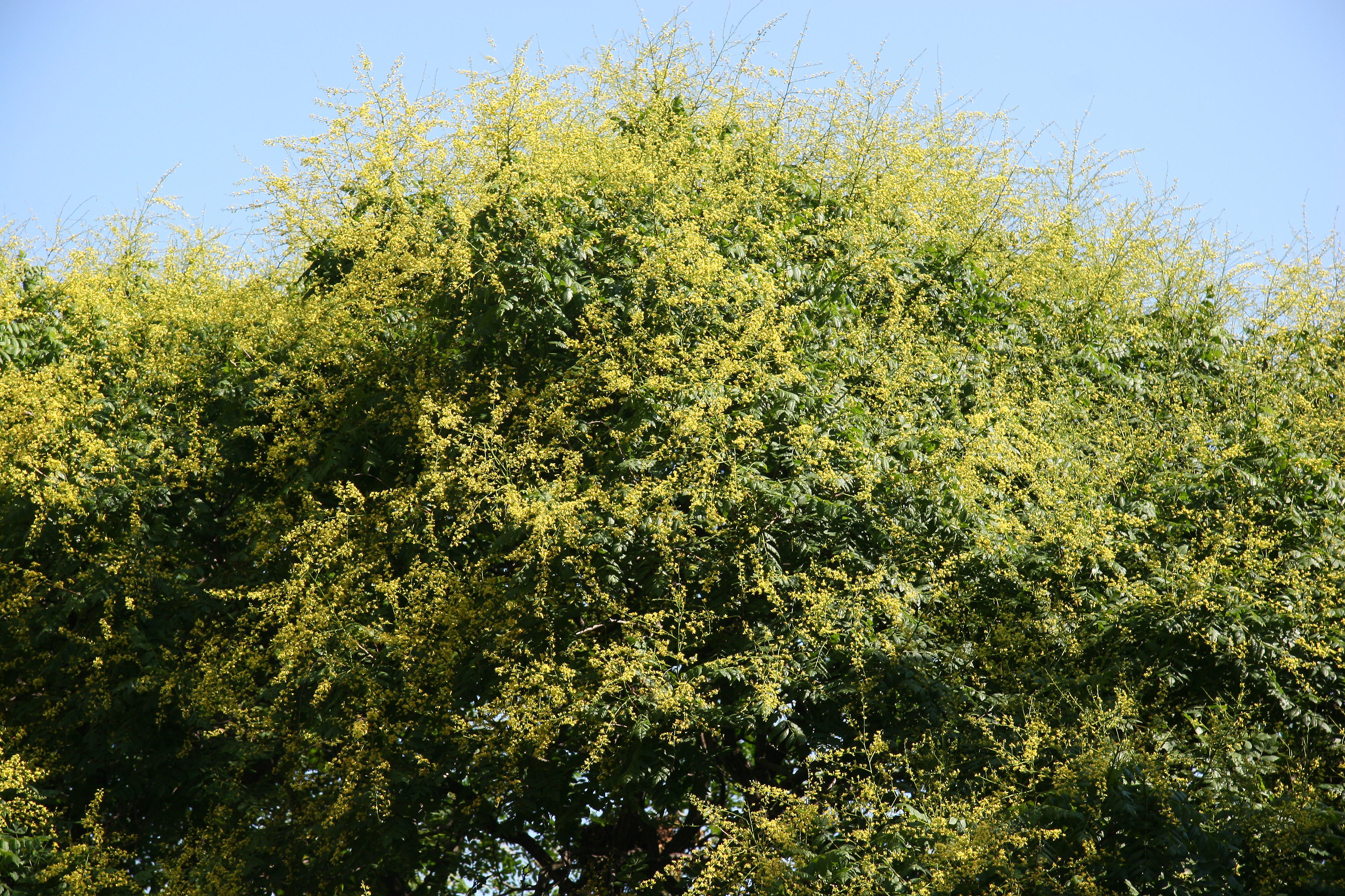 Golden Rain Tree Blossoms