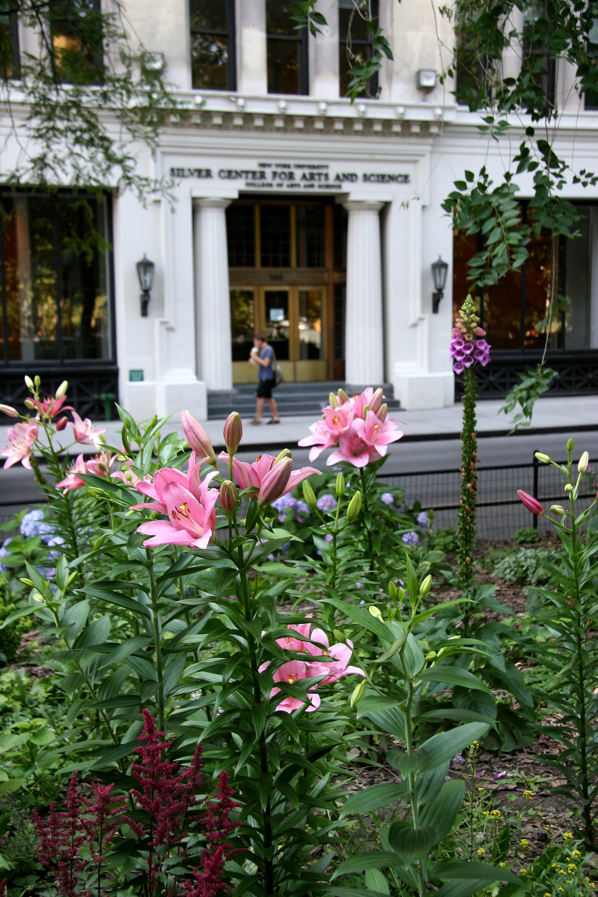 Lilies & NYU Main Building