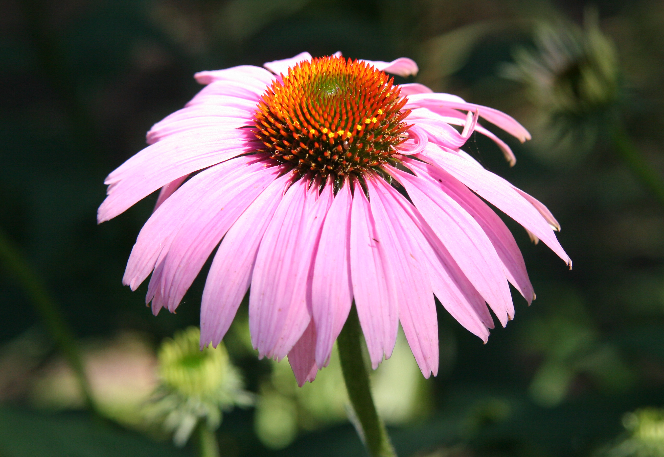 Echinacea