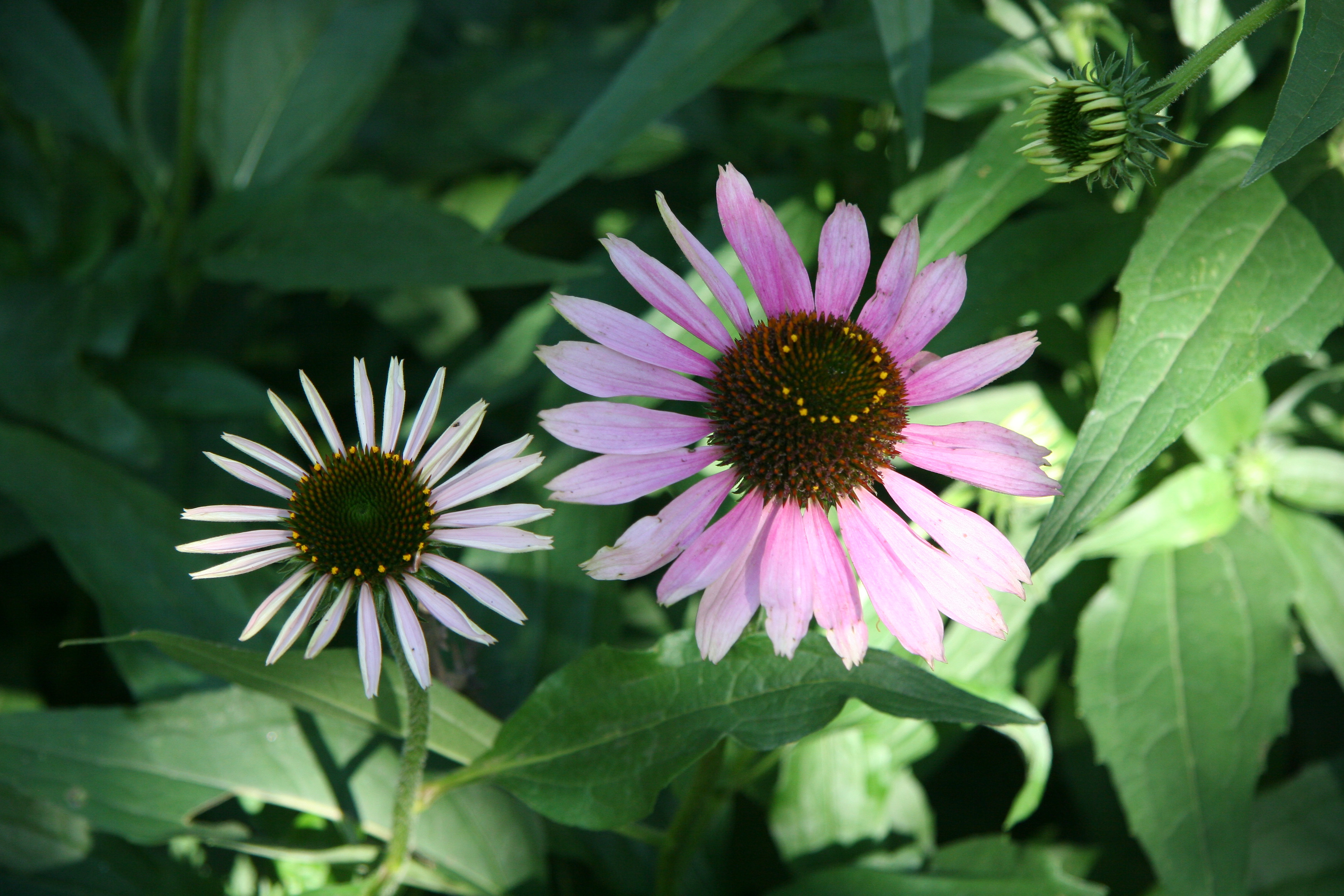 Echinacea