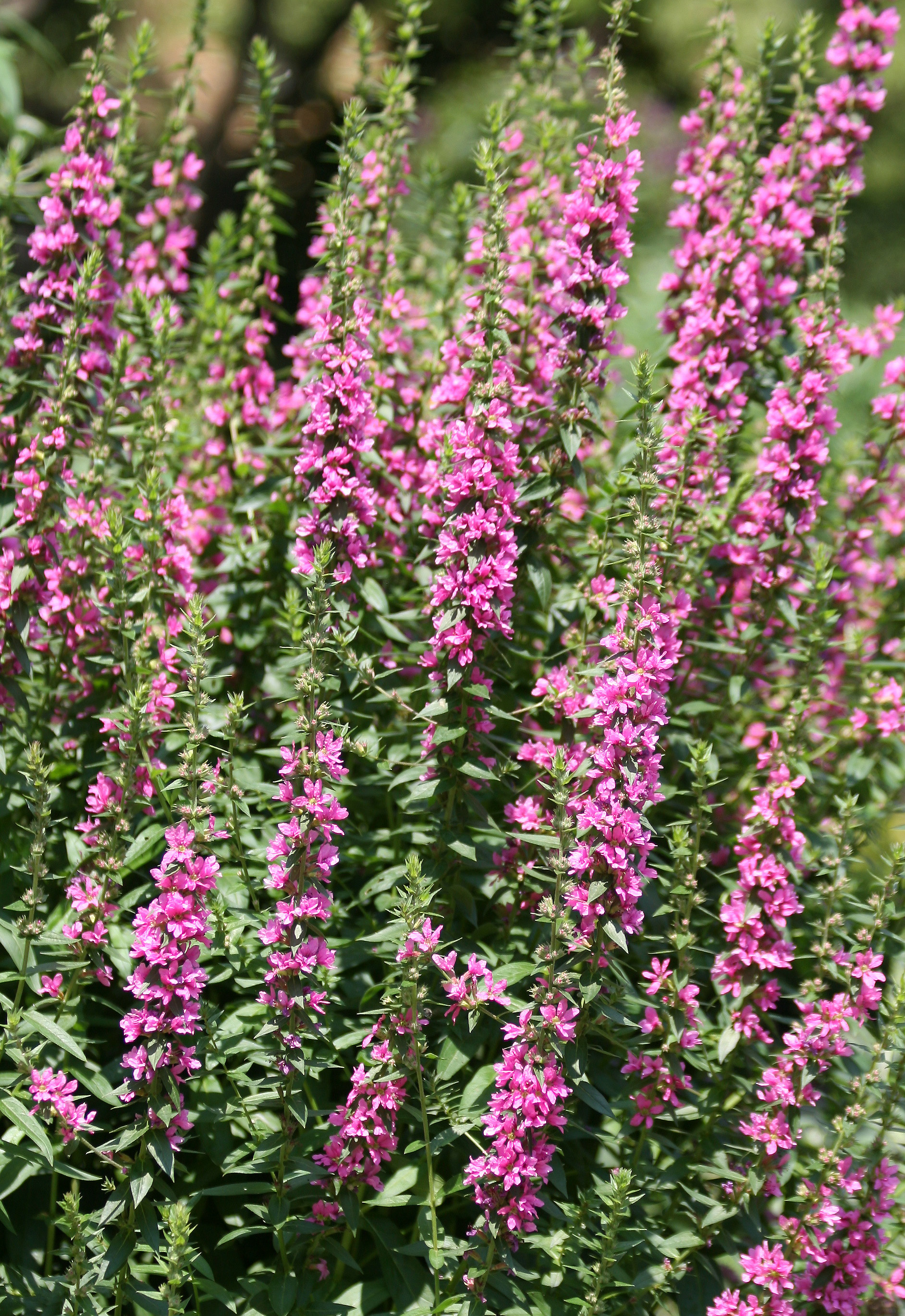 Salvia