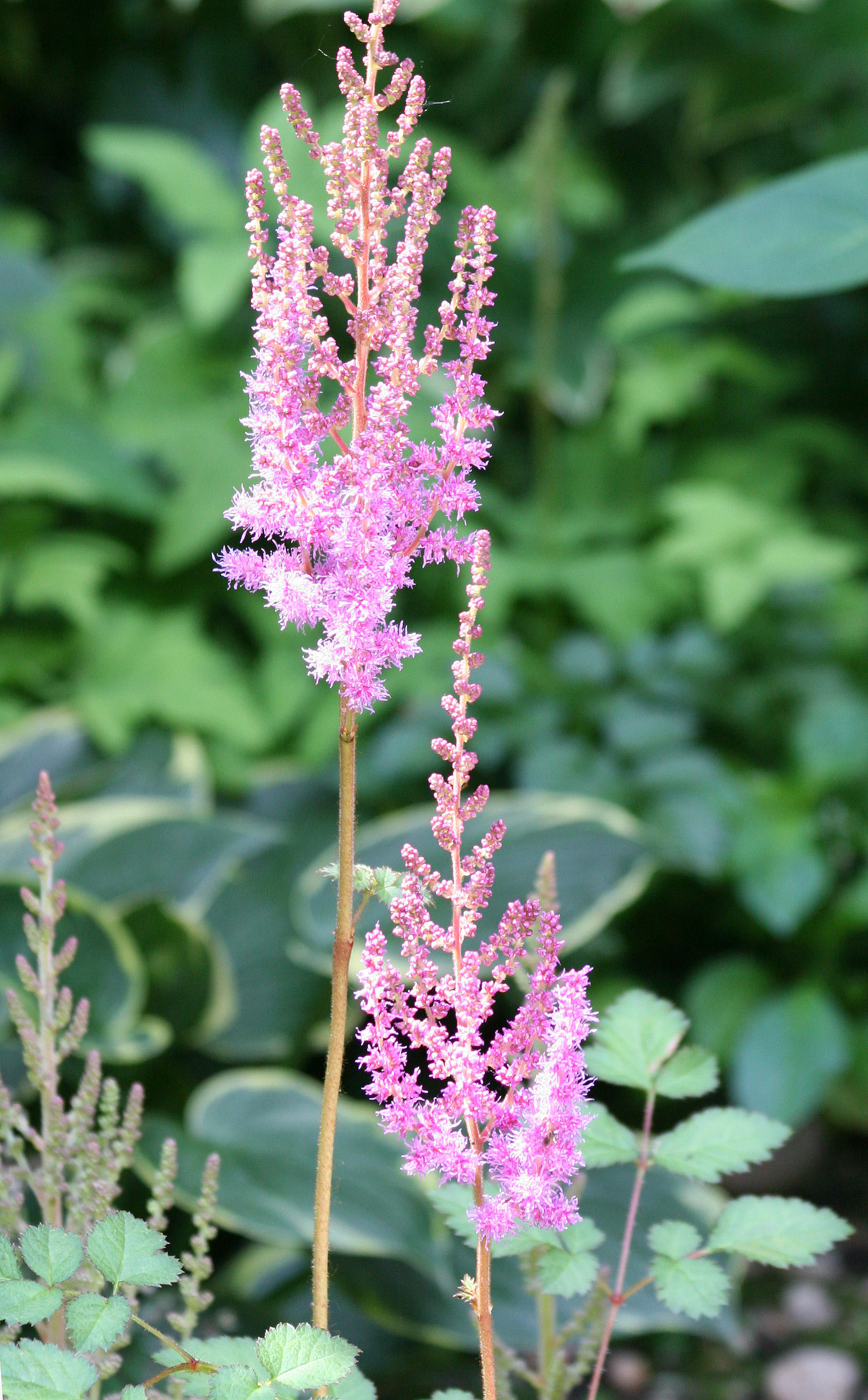 Salvia
