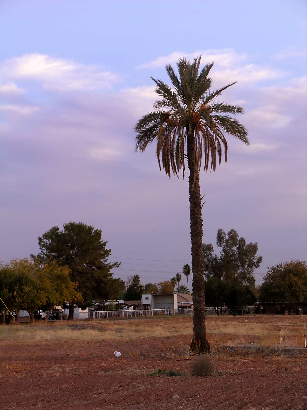 Arizona winter sunset