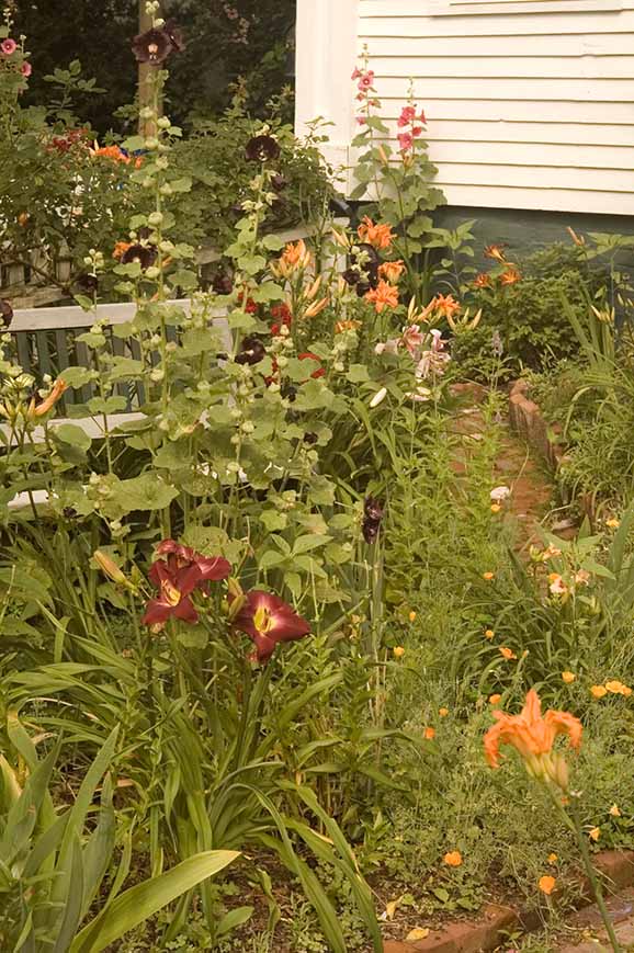 Provincetown Flowers-4-Edit.jpg