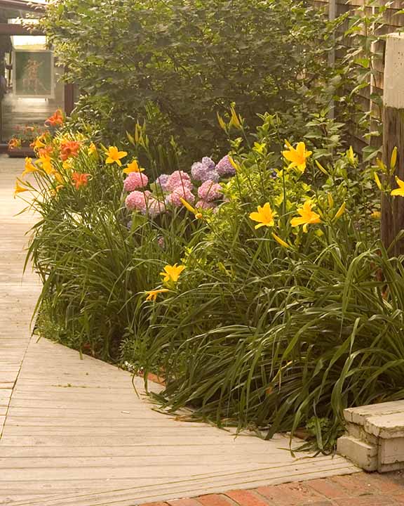 Provincetown Flowers-7-Edit.jpg