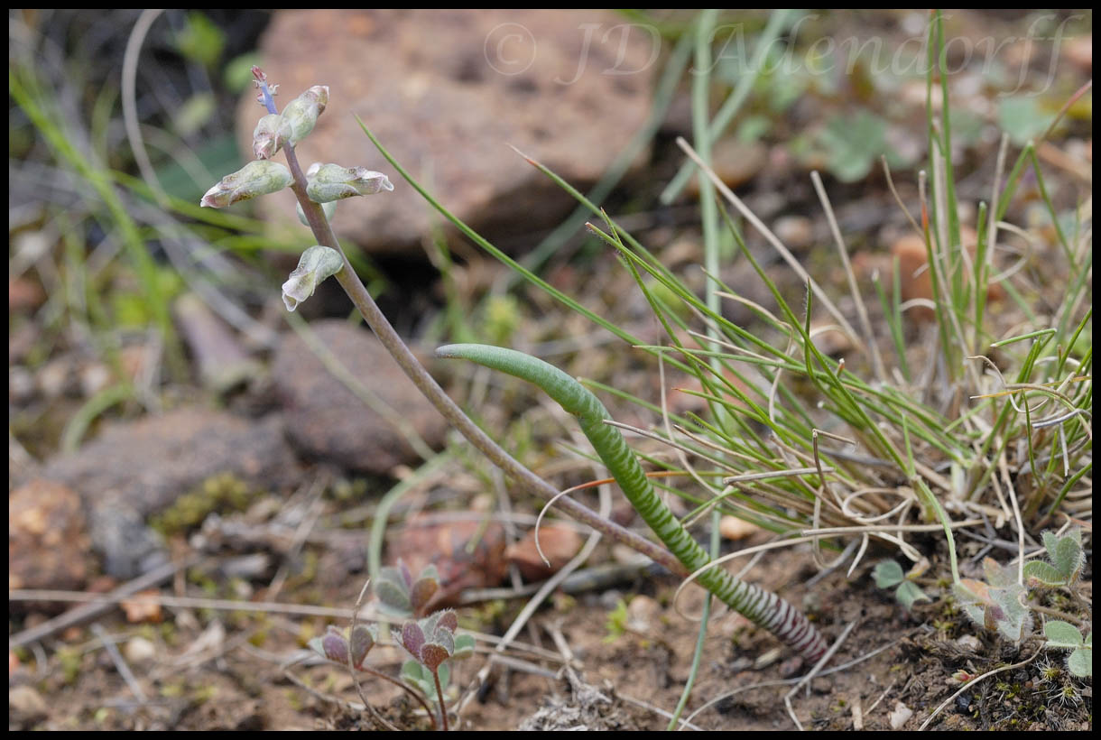 Lachenalia unifolia, Hyacinthaceae