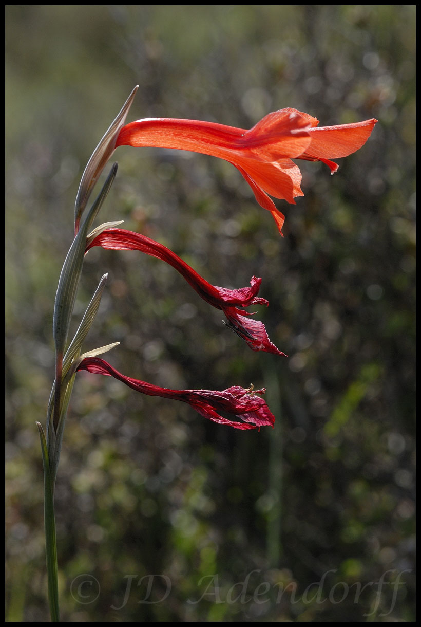 Gladiolus teretifolius, Iridaceae