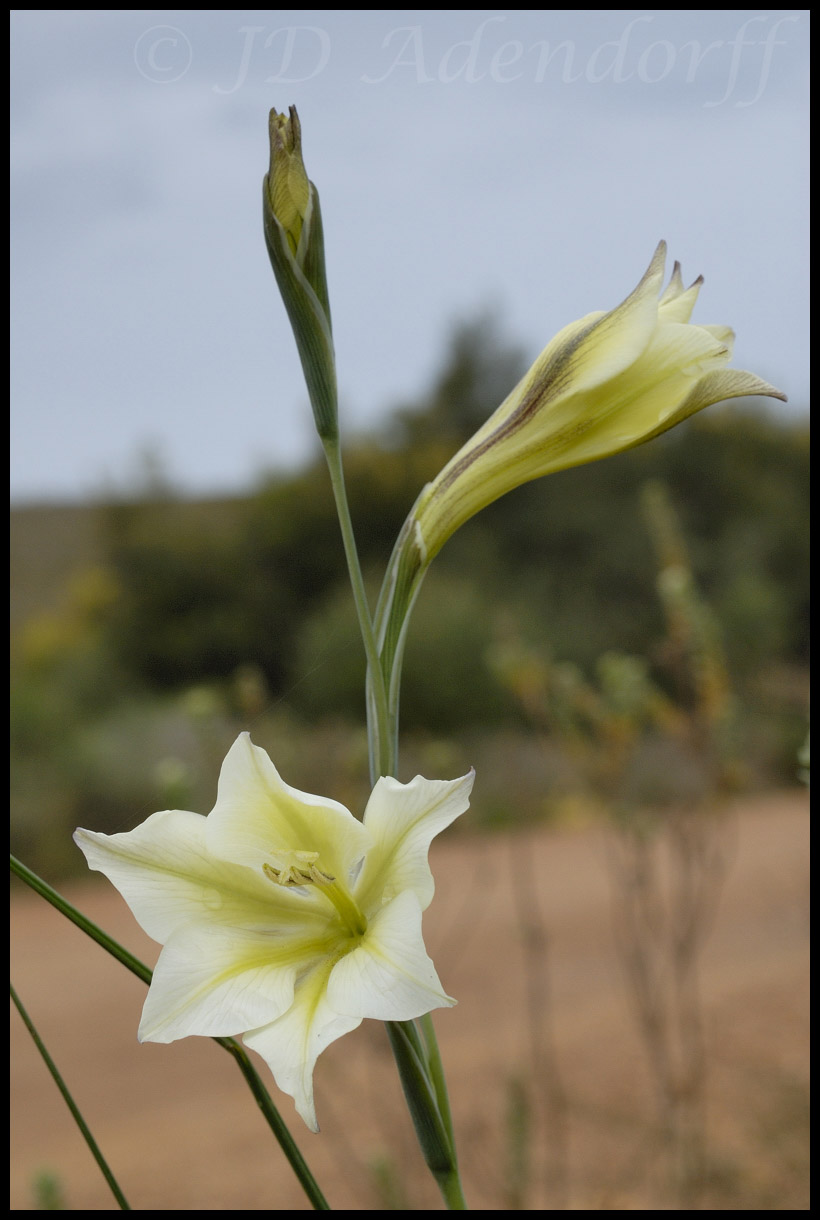 Gladiolus tristis, Iridaceae