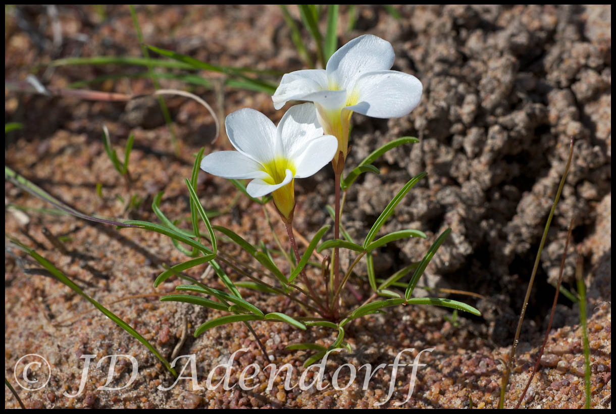 Oxalis sp., Oxalidaceae