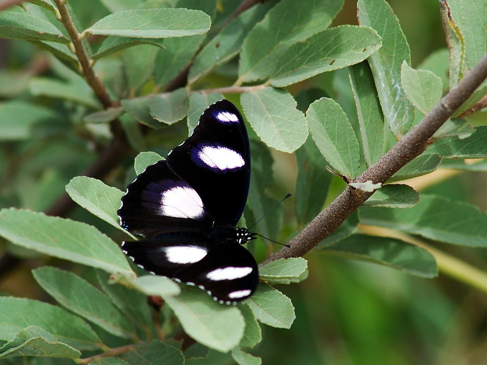 Hypolimnas misippus (Male)