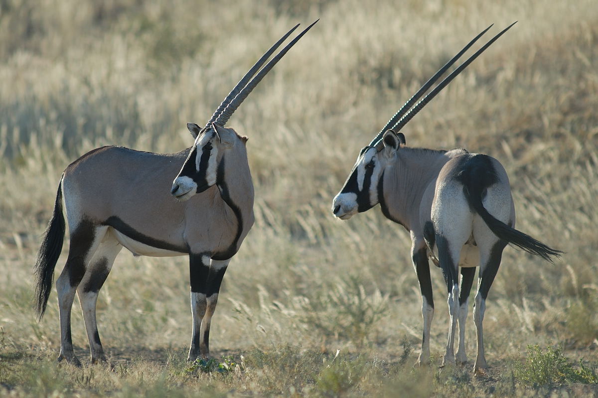 Gemsbok are majestic beasts