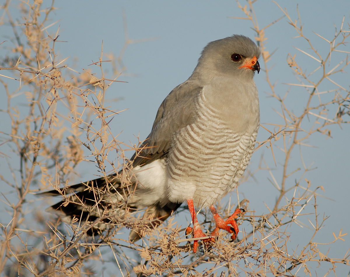 The Gabar is one of several goshawk species occuring in the park