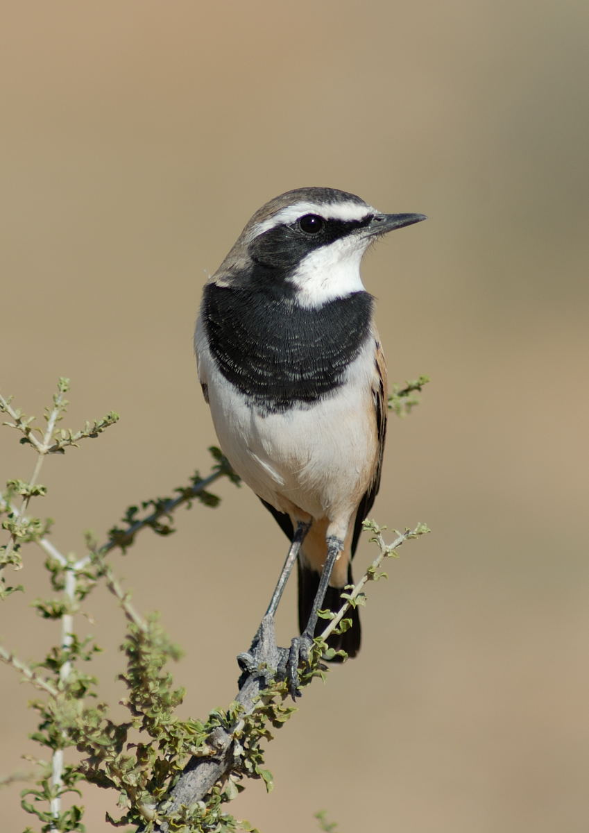 One of many chat species in the park