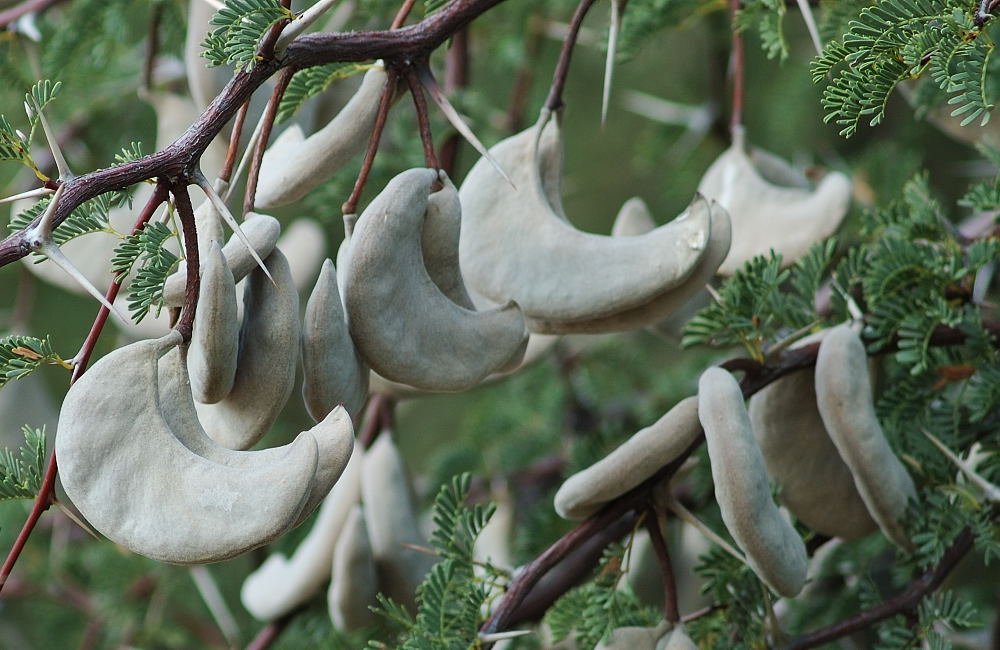 willow tree camel