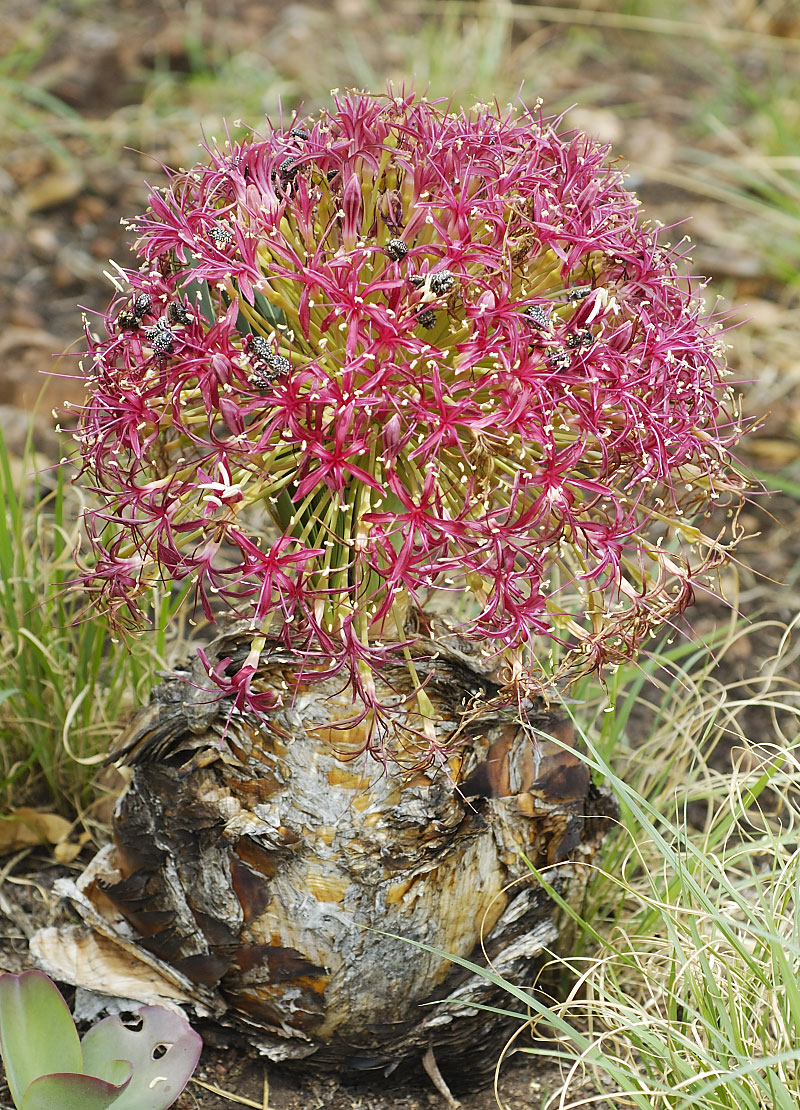 Boophone disticha, Amaryllidaceae