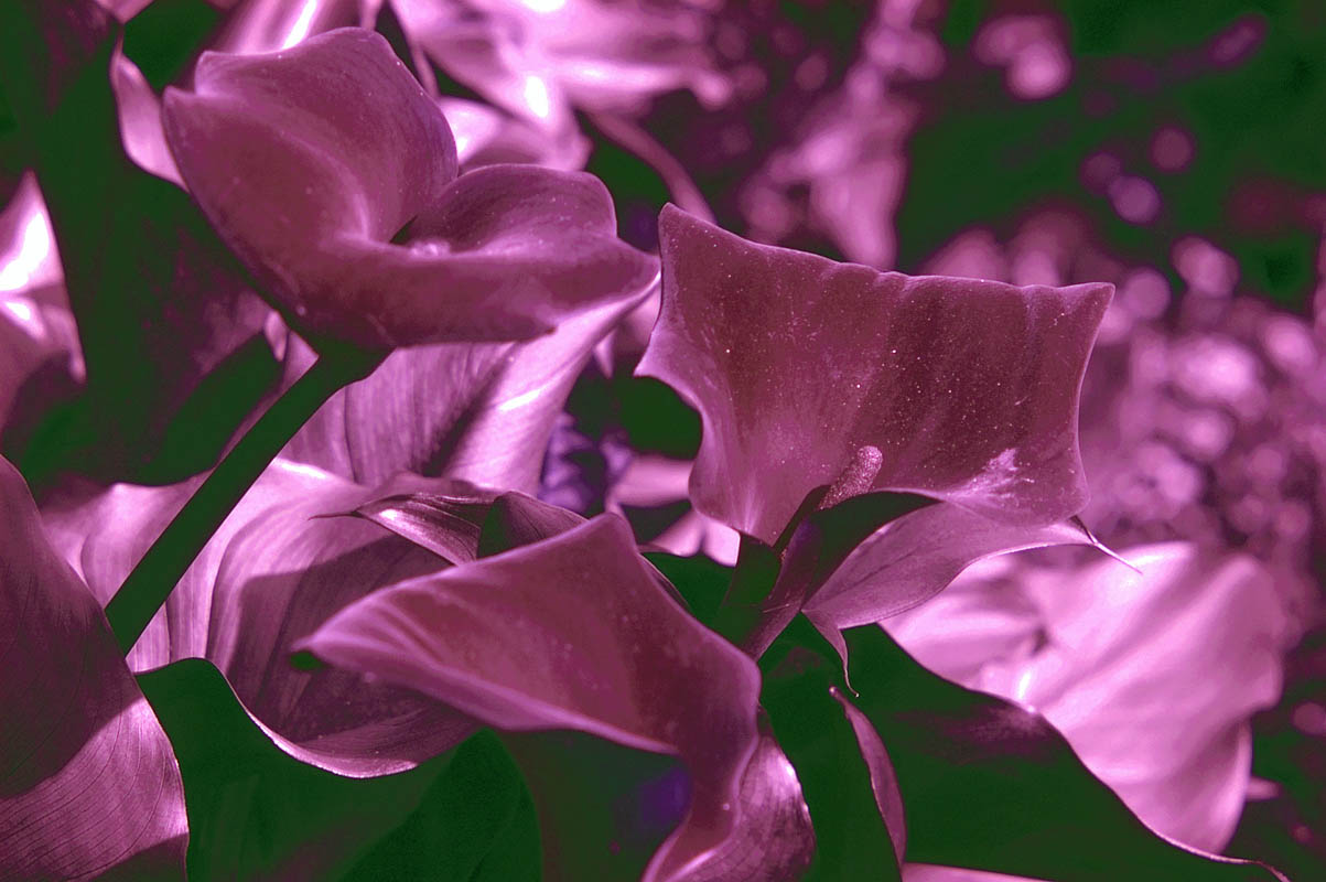 White arums (Zantedeschia aethiopica) have very low UV reflectivity, shown here in the UV exposure