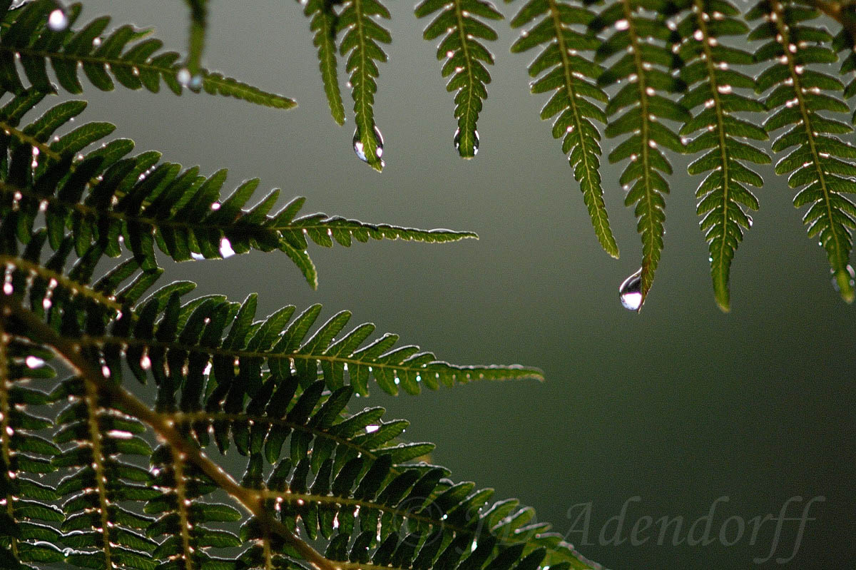 Fronds of Cyathea dregei