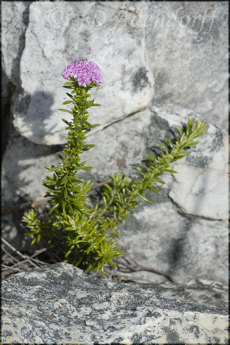 Metalasia erubescens, Asteraceae