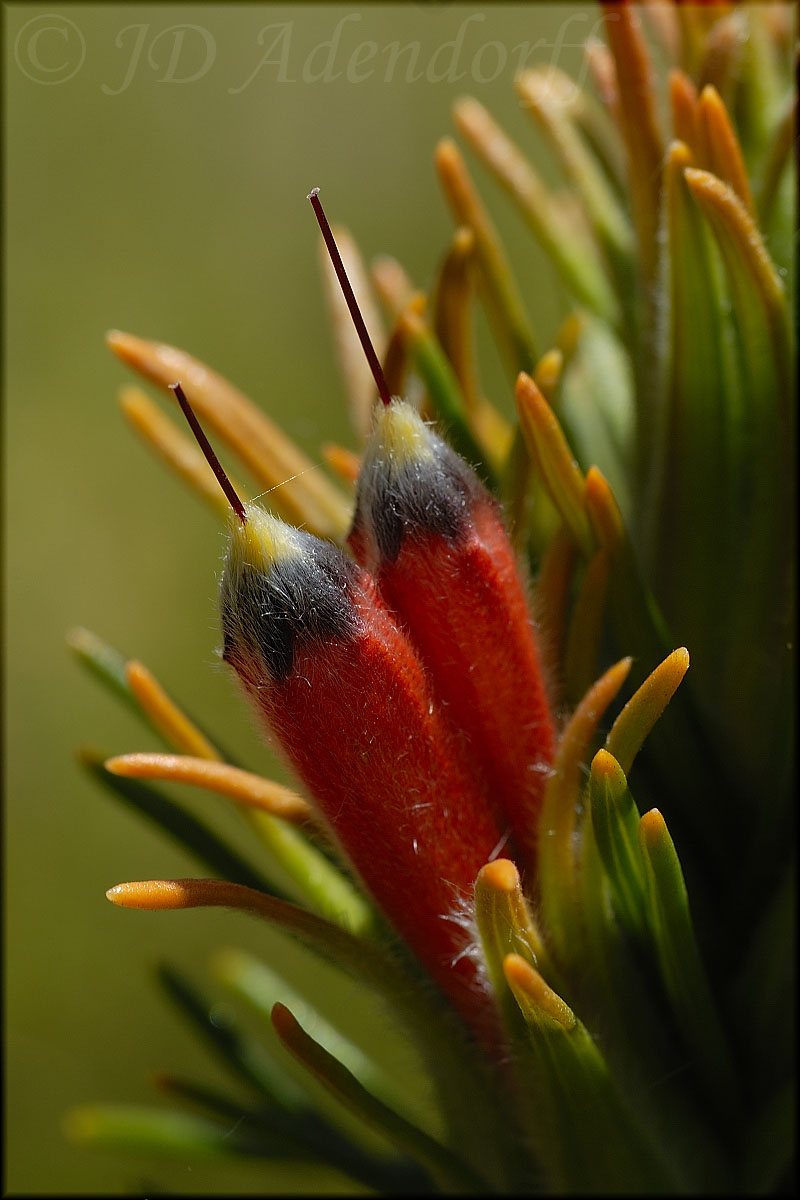 Retzia capensis, Stilbaceae