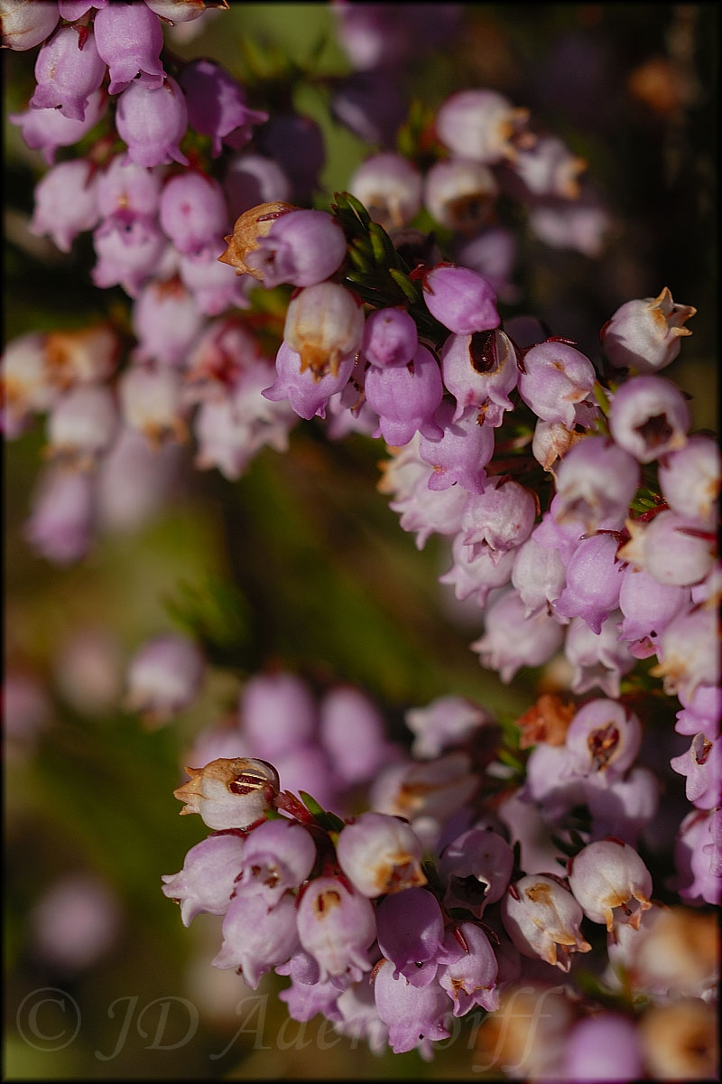 Erica sp., Ericaceae