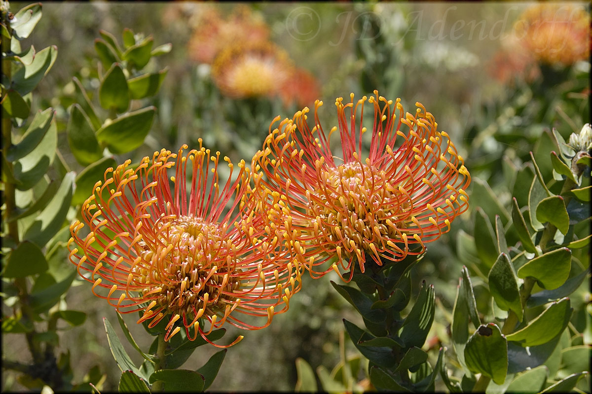 Leucospermum cordifolium, Proteaceae