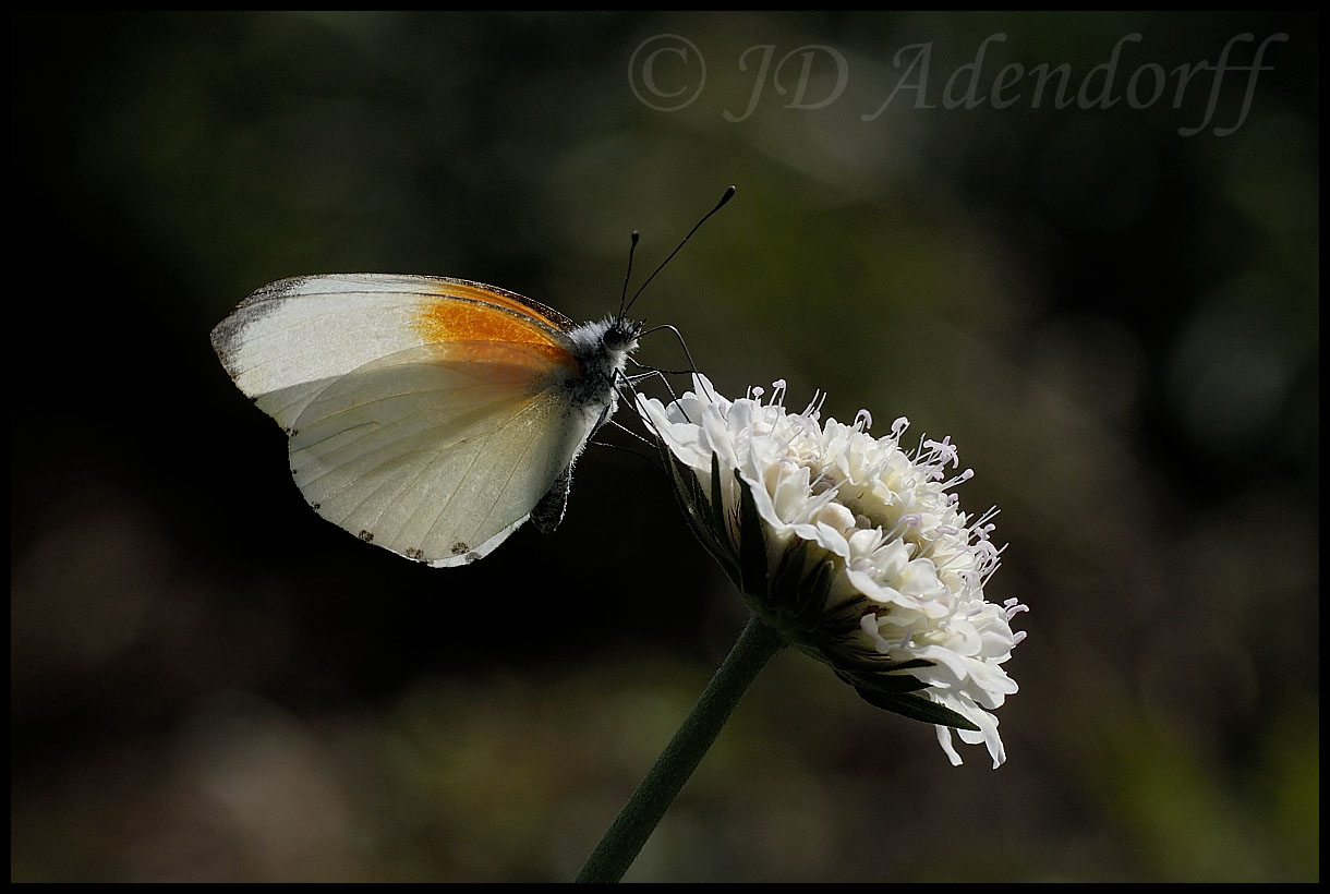 Mylothris feeding on wild scabiose
