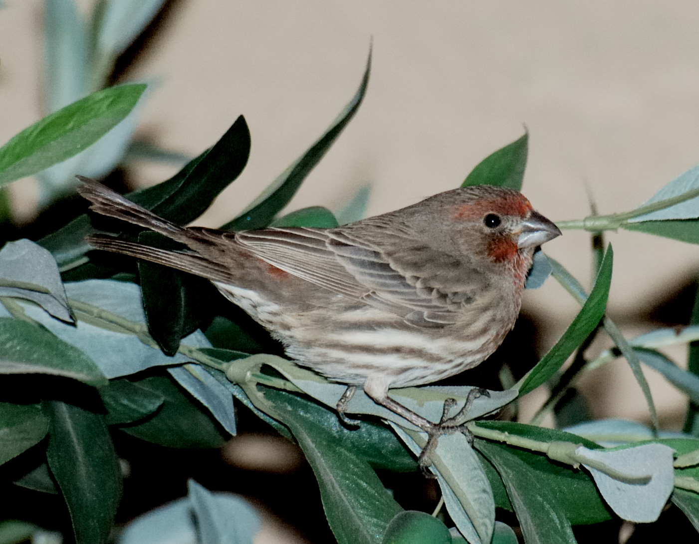 House Finch