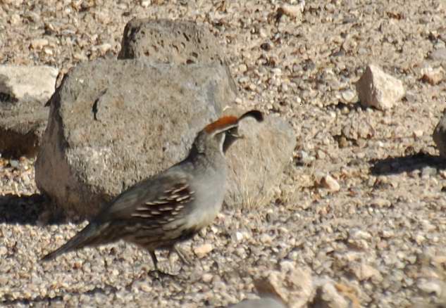 Gambels Quail