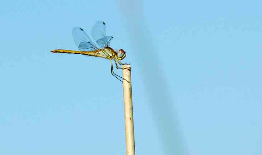 Dragon fly in the Delta