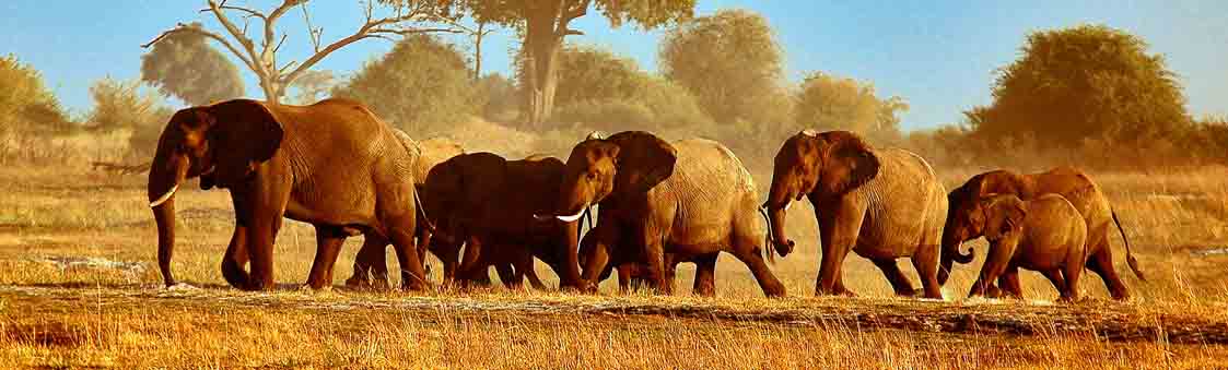 Elephants crossing Savuti marsh