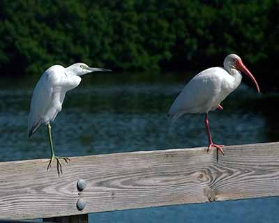 Egret and Ibis;  Wheedon Island NRA, FL